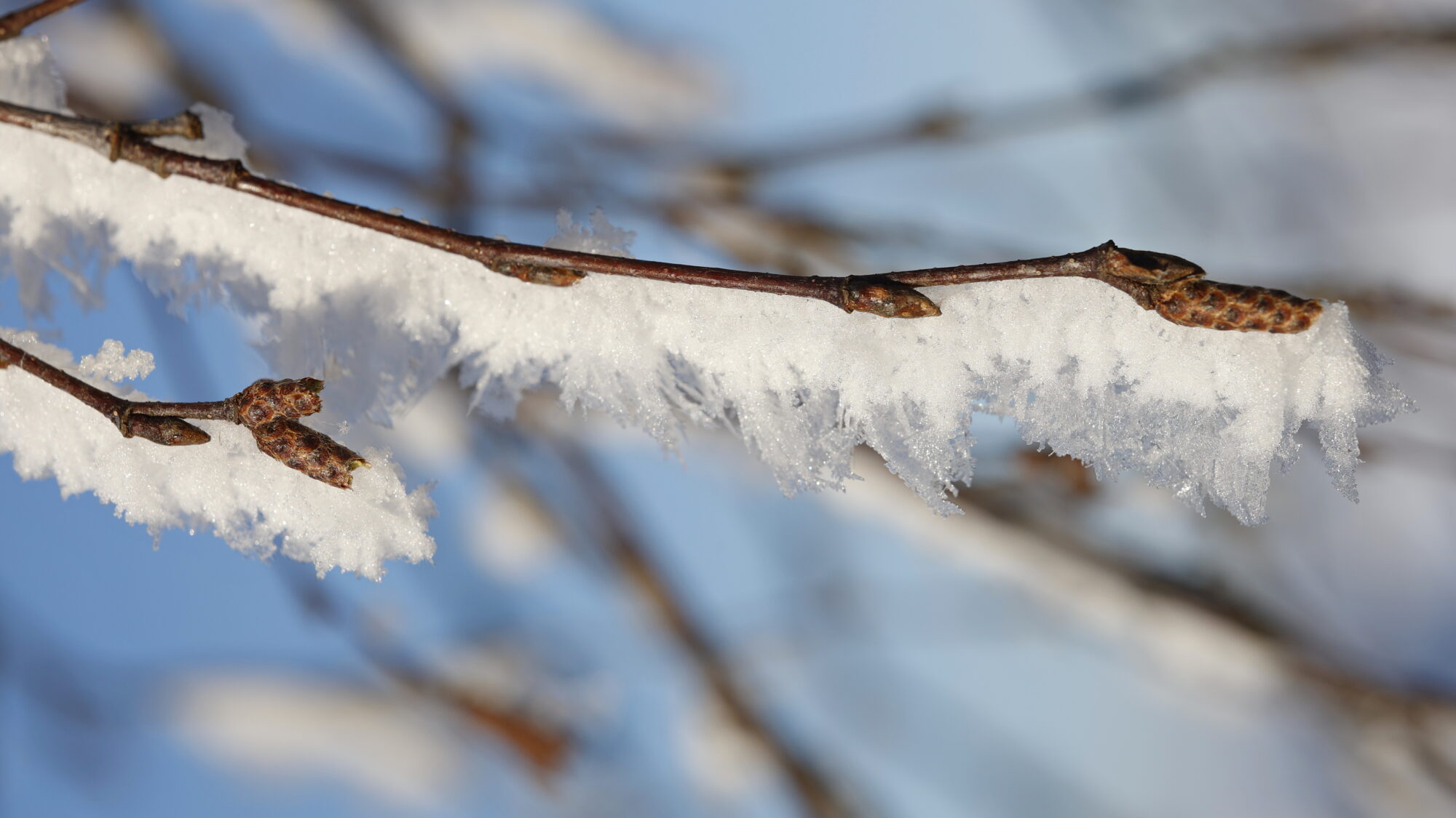 Valokuvaaja: TOMMI KUJALA