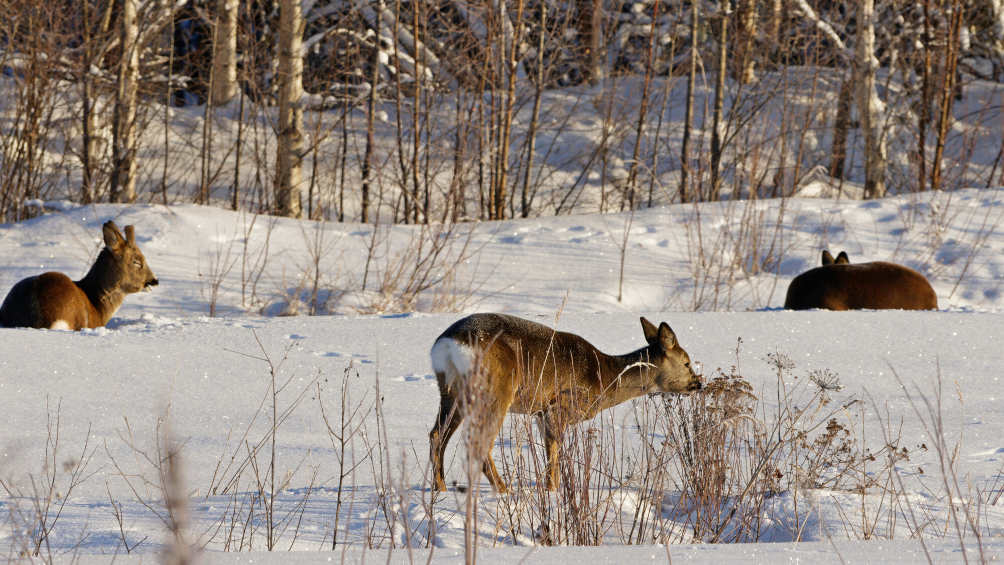 Valokuvaaja: TOMMI KUJALA