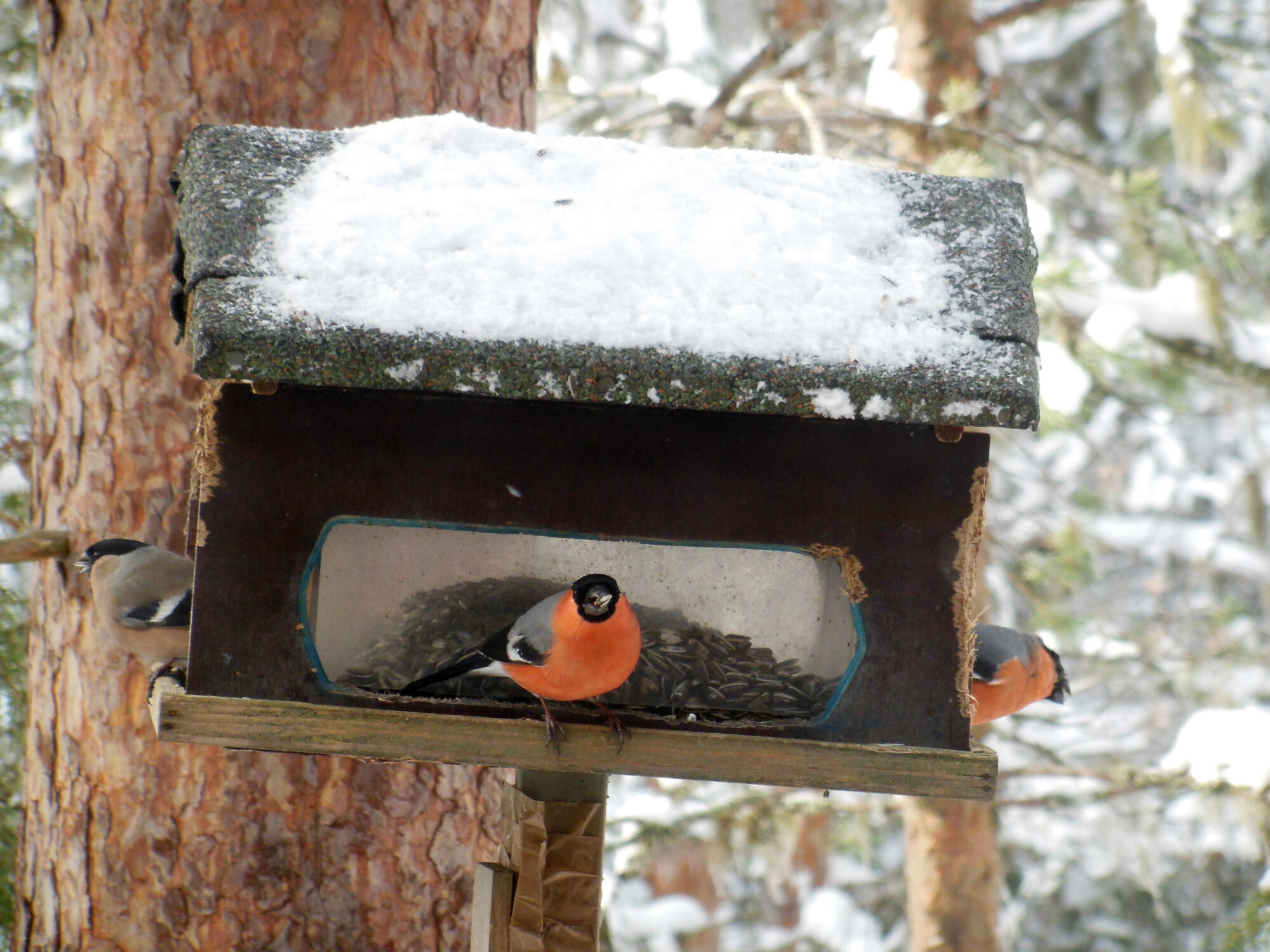 Valokuvaaja: Toni Asikainen