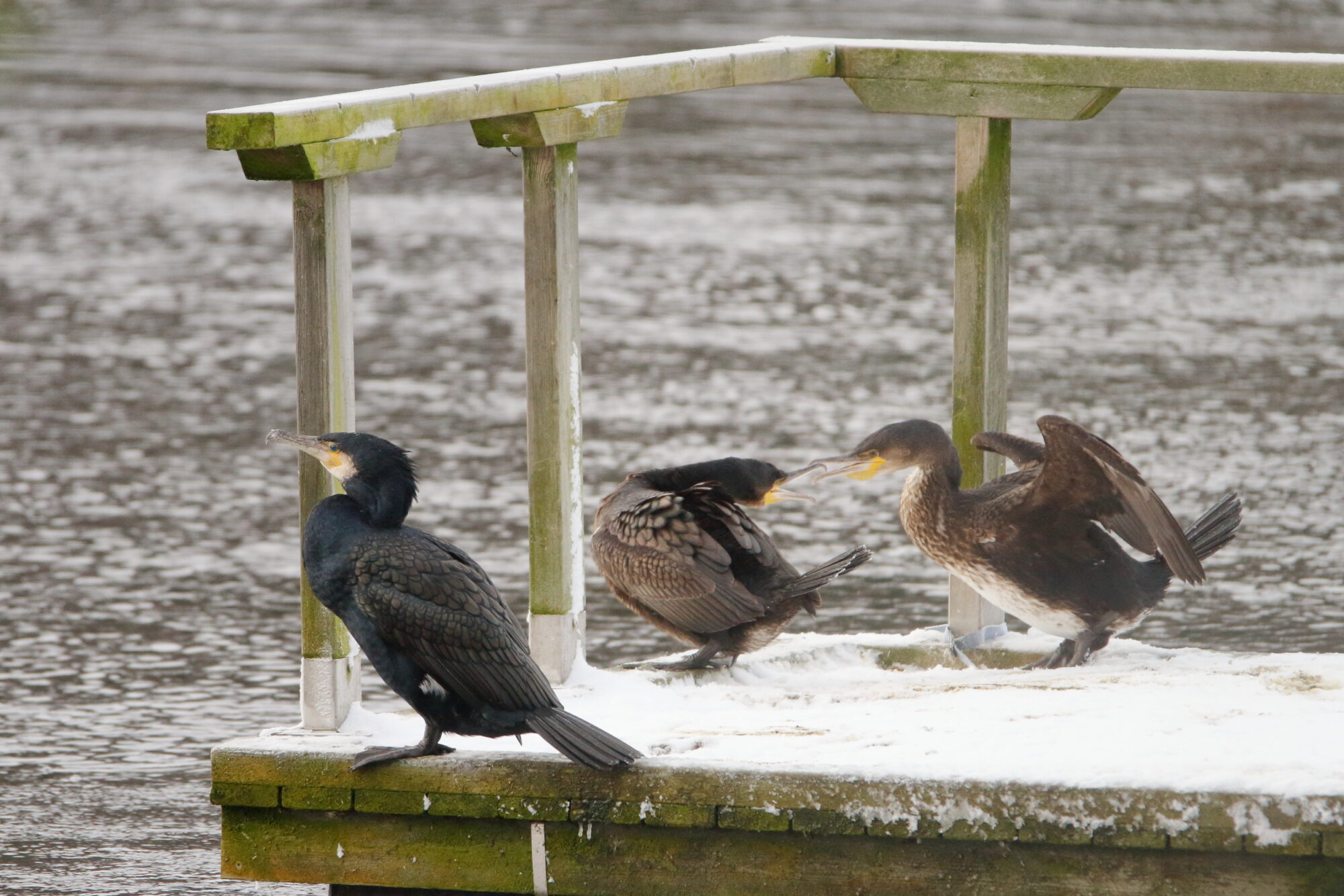 Valokuvaaja: Lasse Kokko