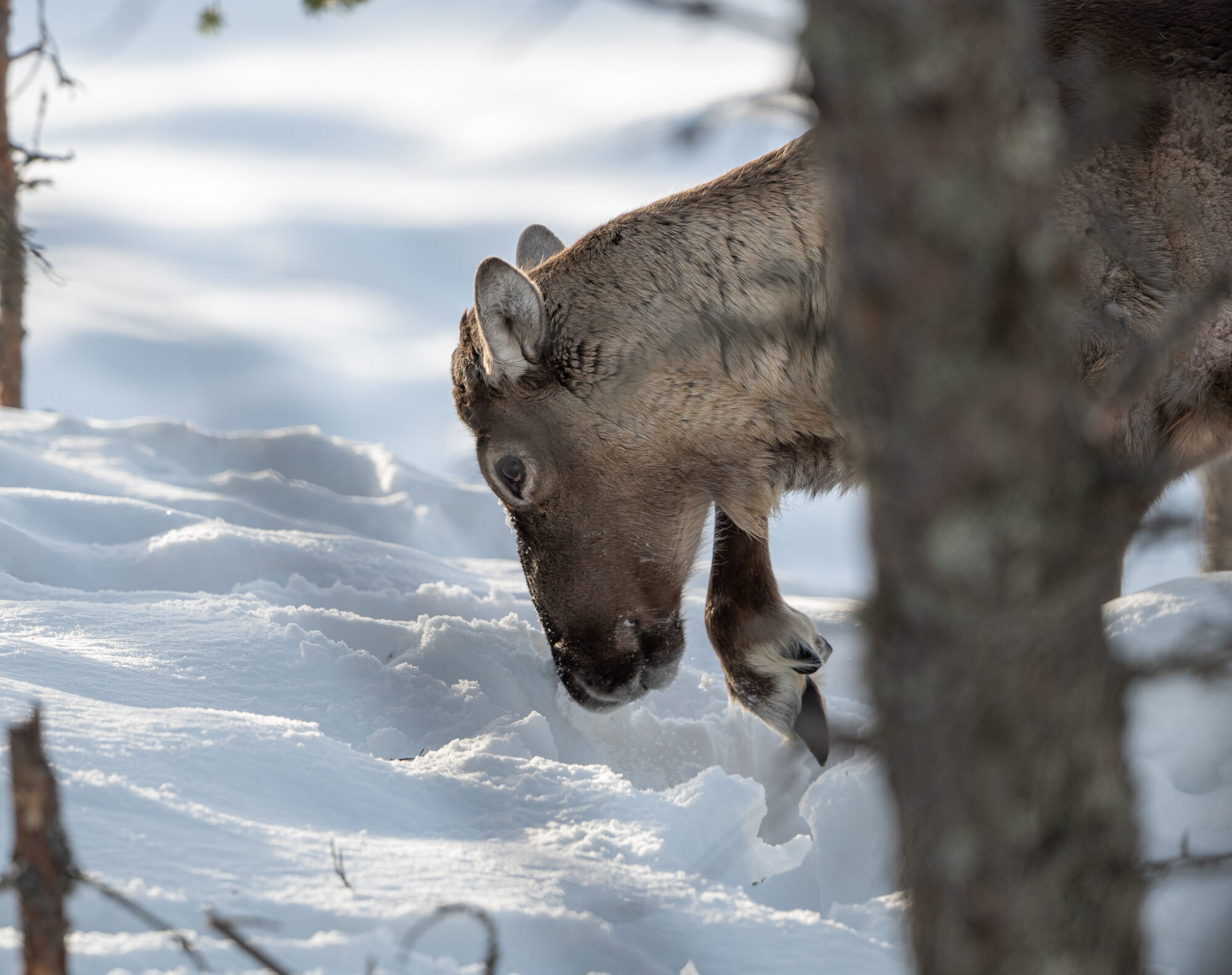 Valokuvaaja: Paul Stevens