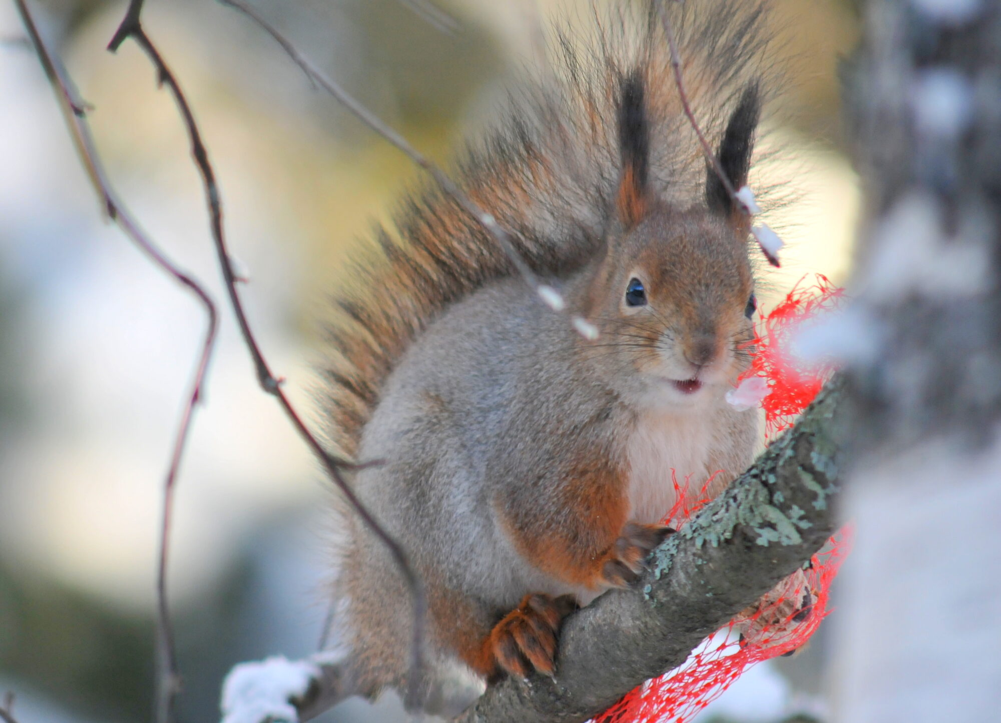 Valokuvaaja: Kaarlo Asikainen
