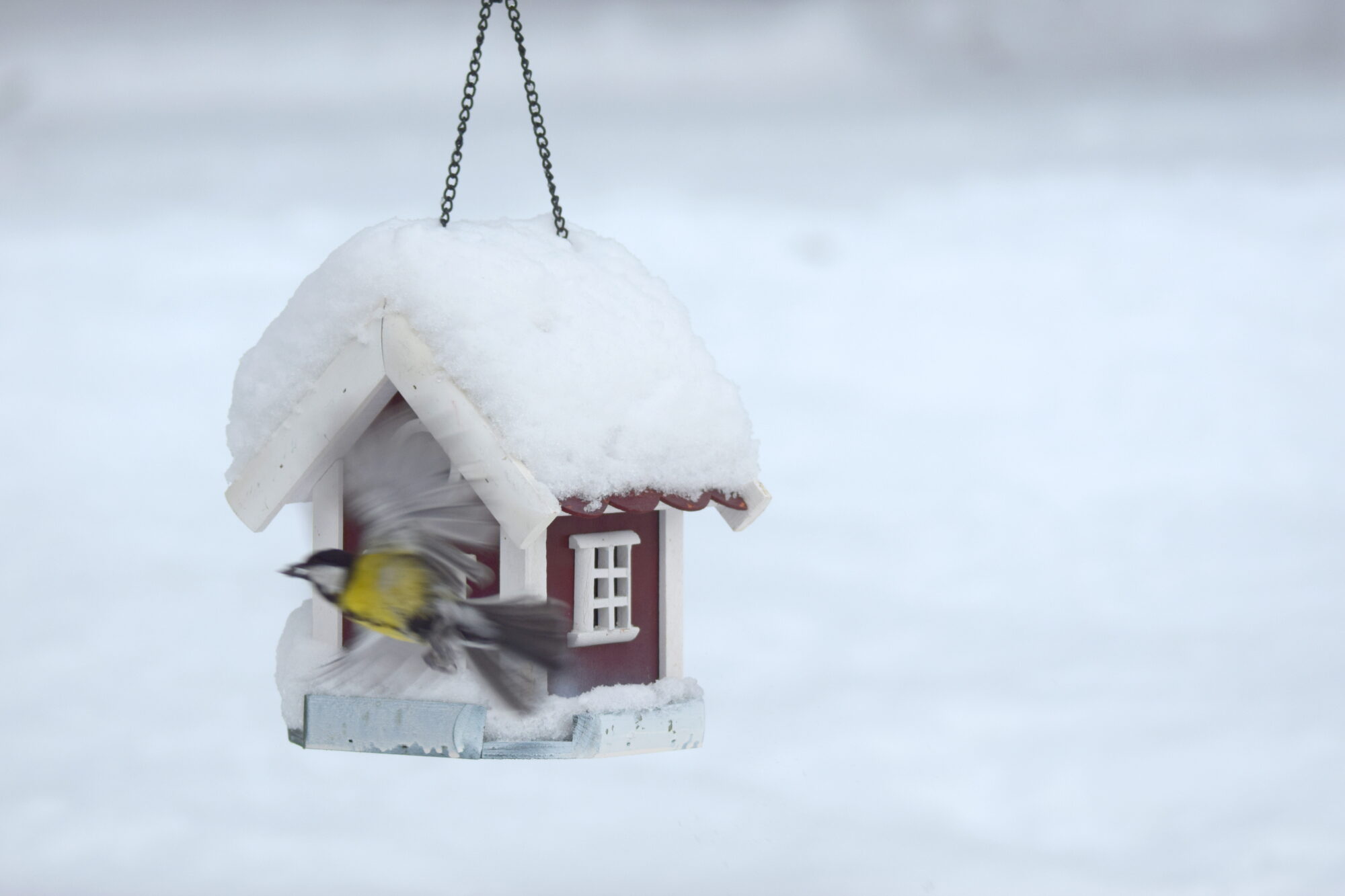 Valokuvaaja: Kaarlo Asikainen