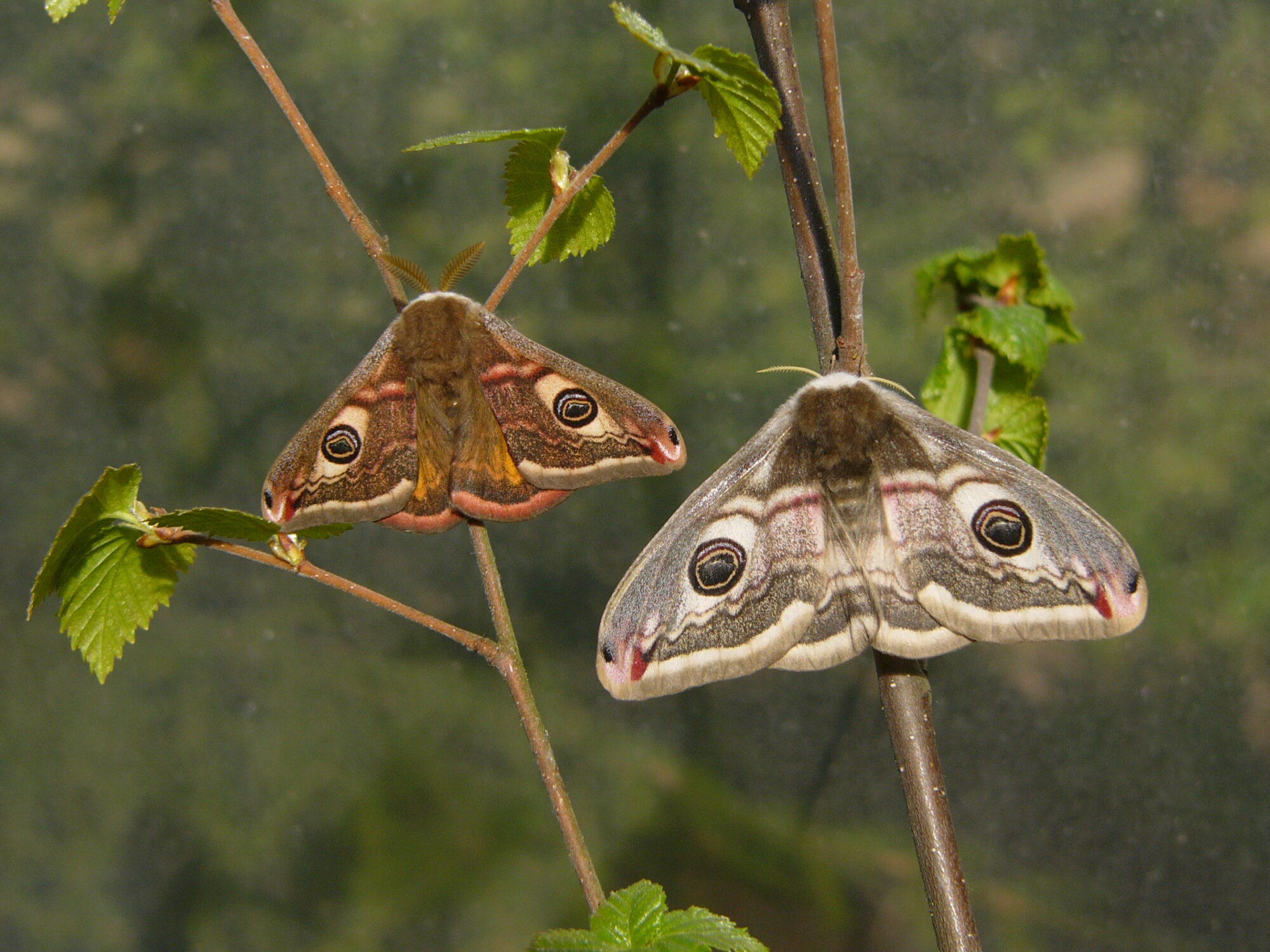 Valokuvaaja: Hannu Rasiranta Valokuvaaja: Hannu Rasiranta