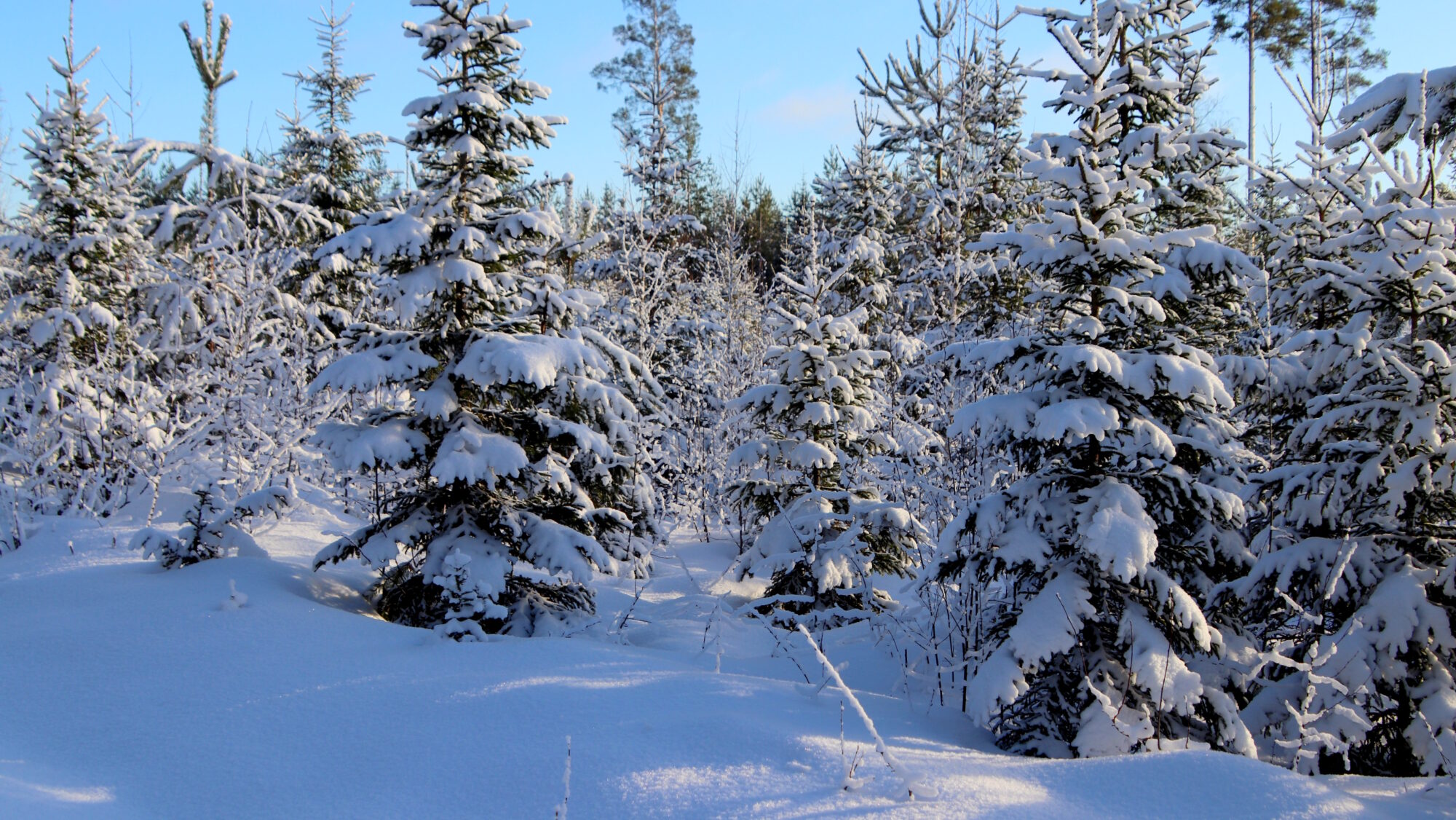 Valokuvaaja: sirpa Jyske