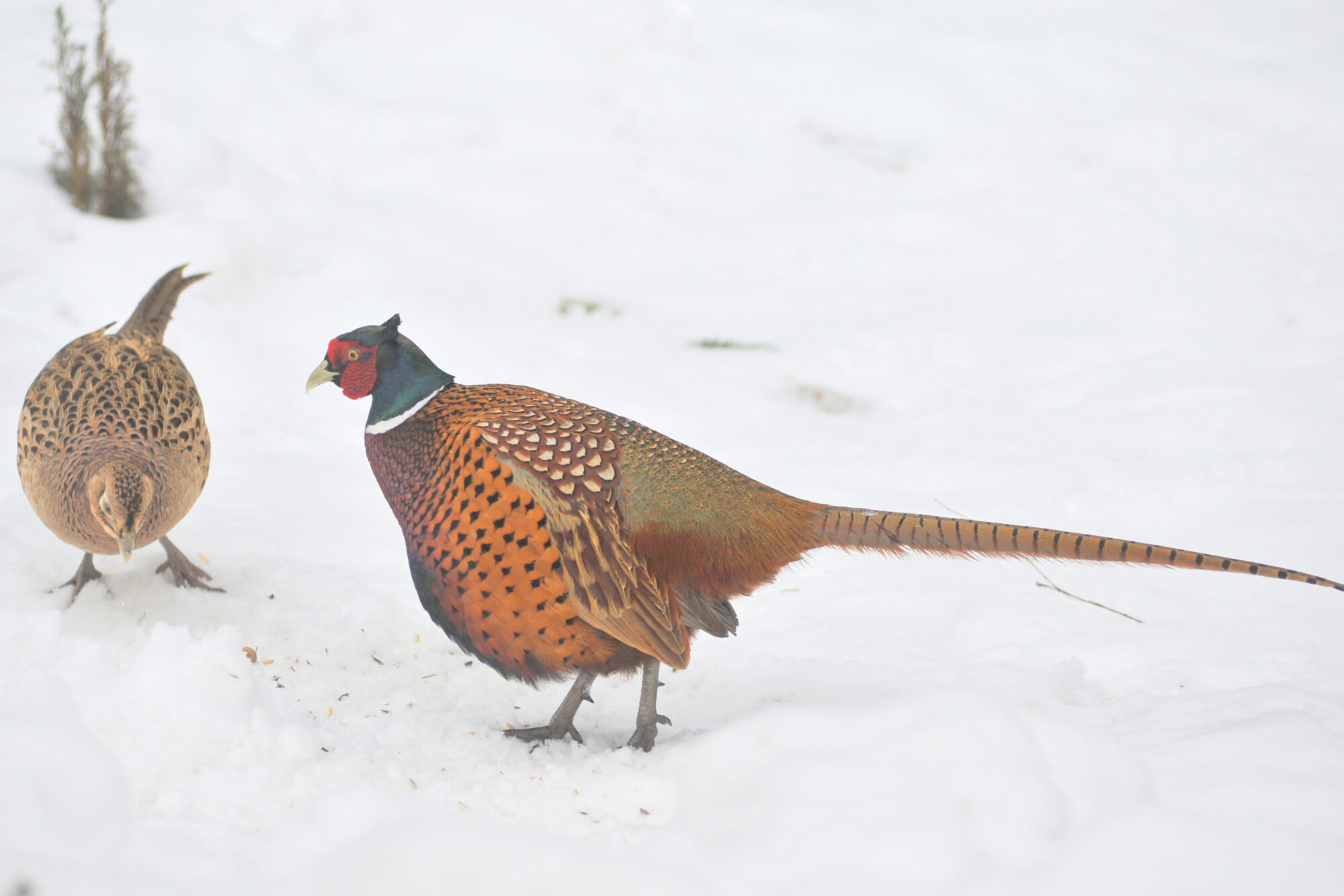 Valokuvaaja: Kaarlo Asikainen