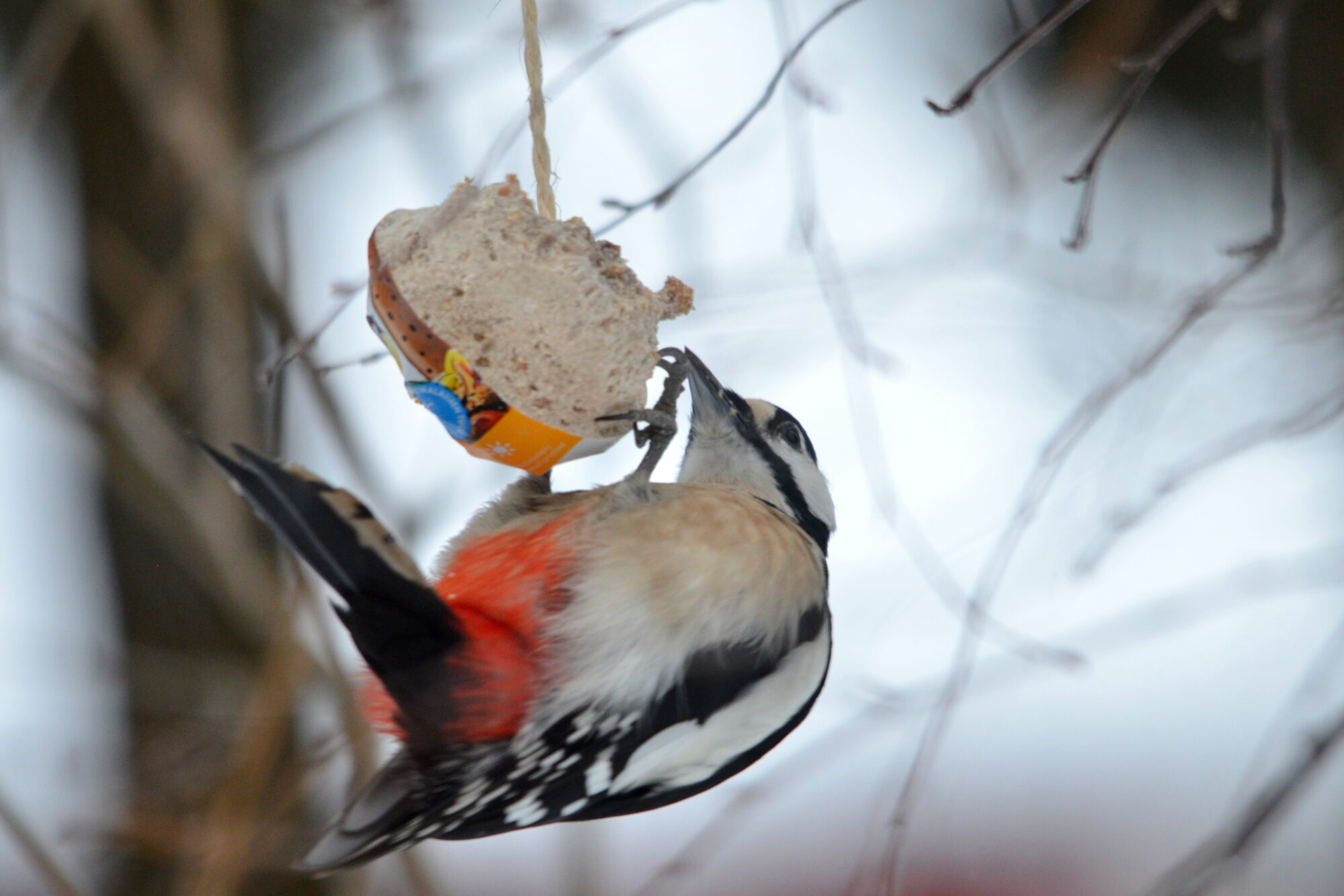 Valokuvaaja: Kaarlo Asikainen