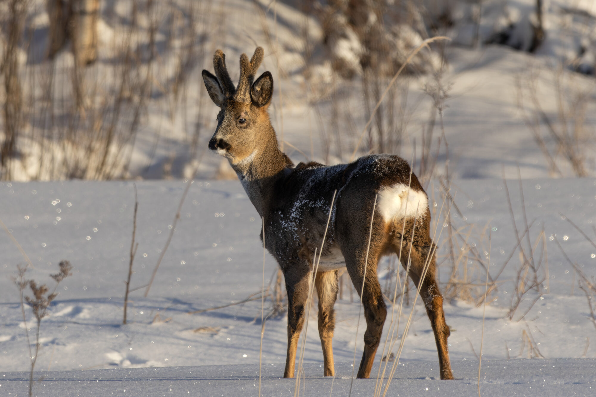 Valokuvaaja: TOMMI KUJALA