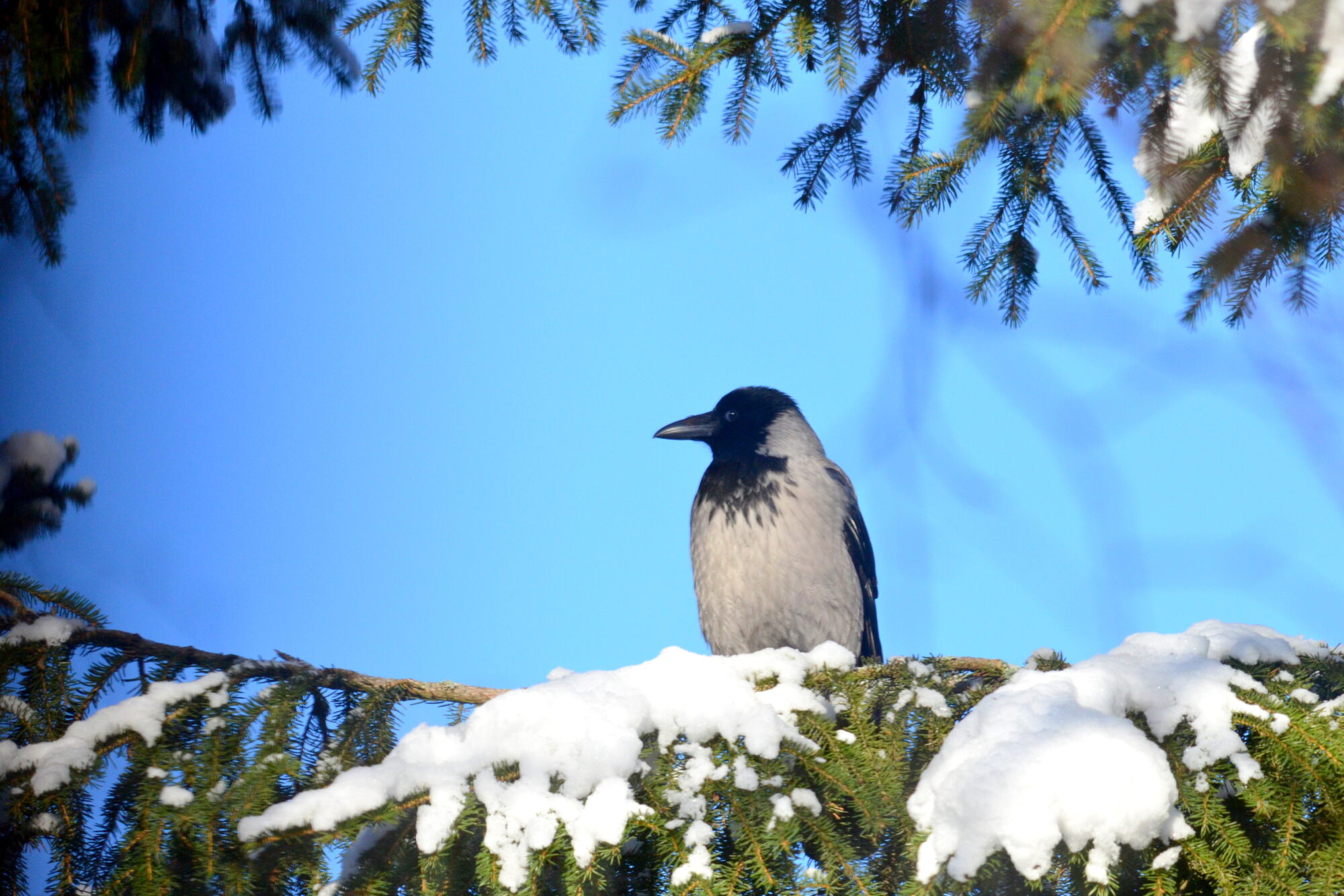 Valokuvaaja: Kaarlo Asikainen