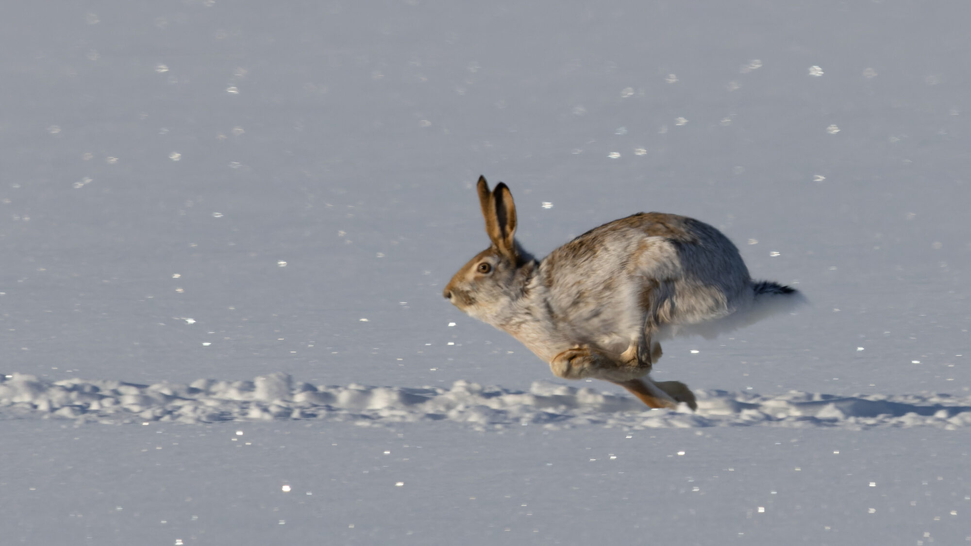 Valokuvaaja: TOMMI KUJALA