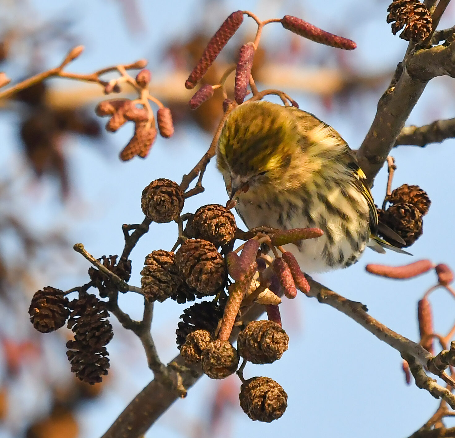 Valokuvaaja: Matti Manninen