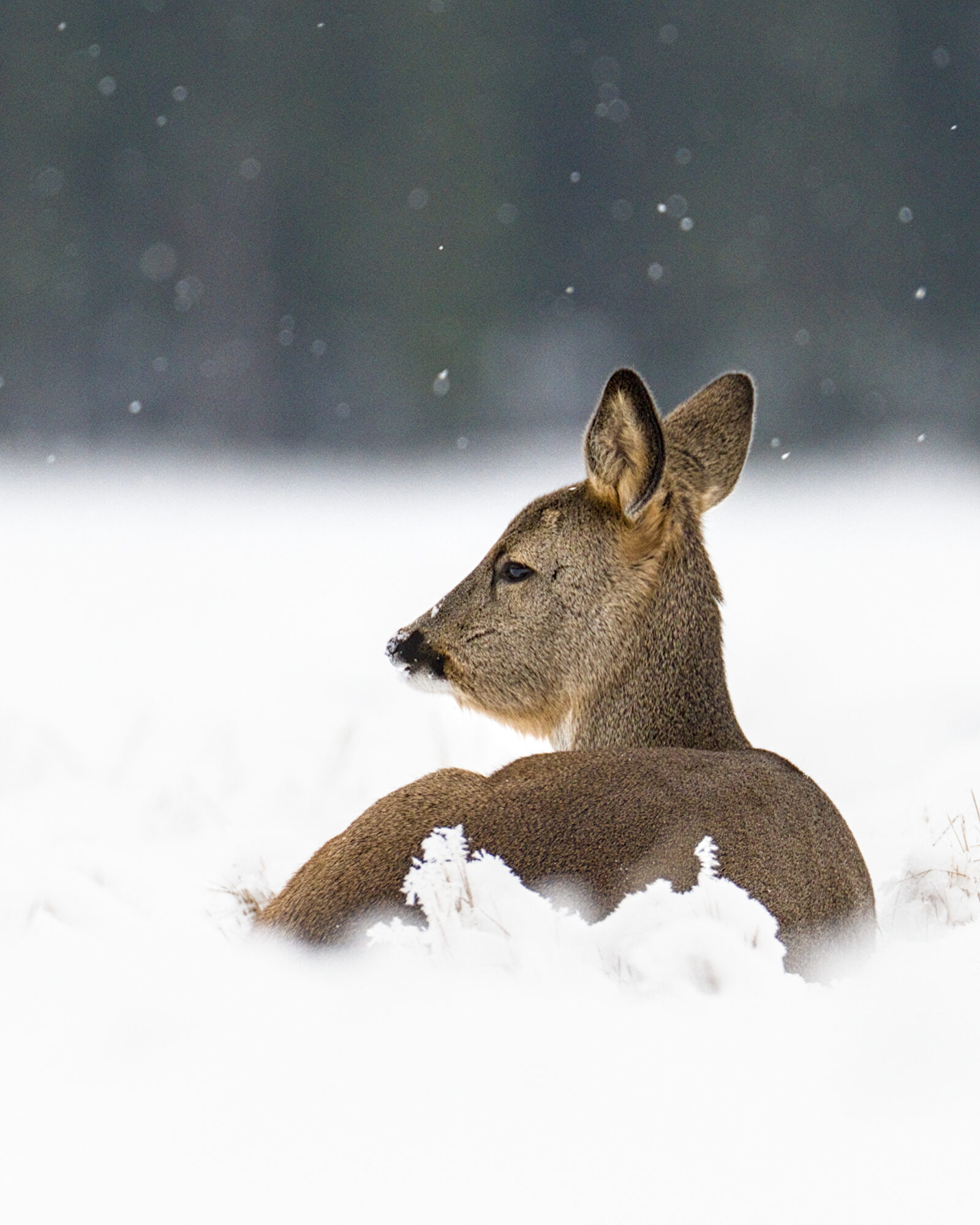 Valokuvaaja: Eero Lemmelä