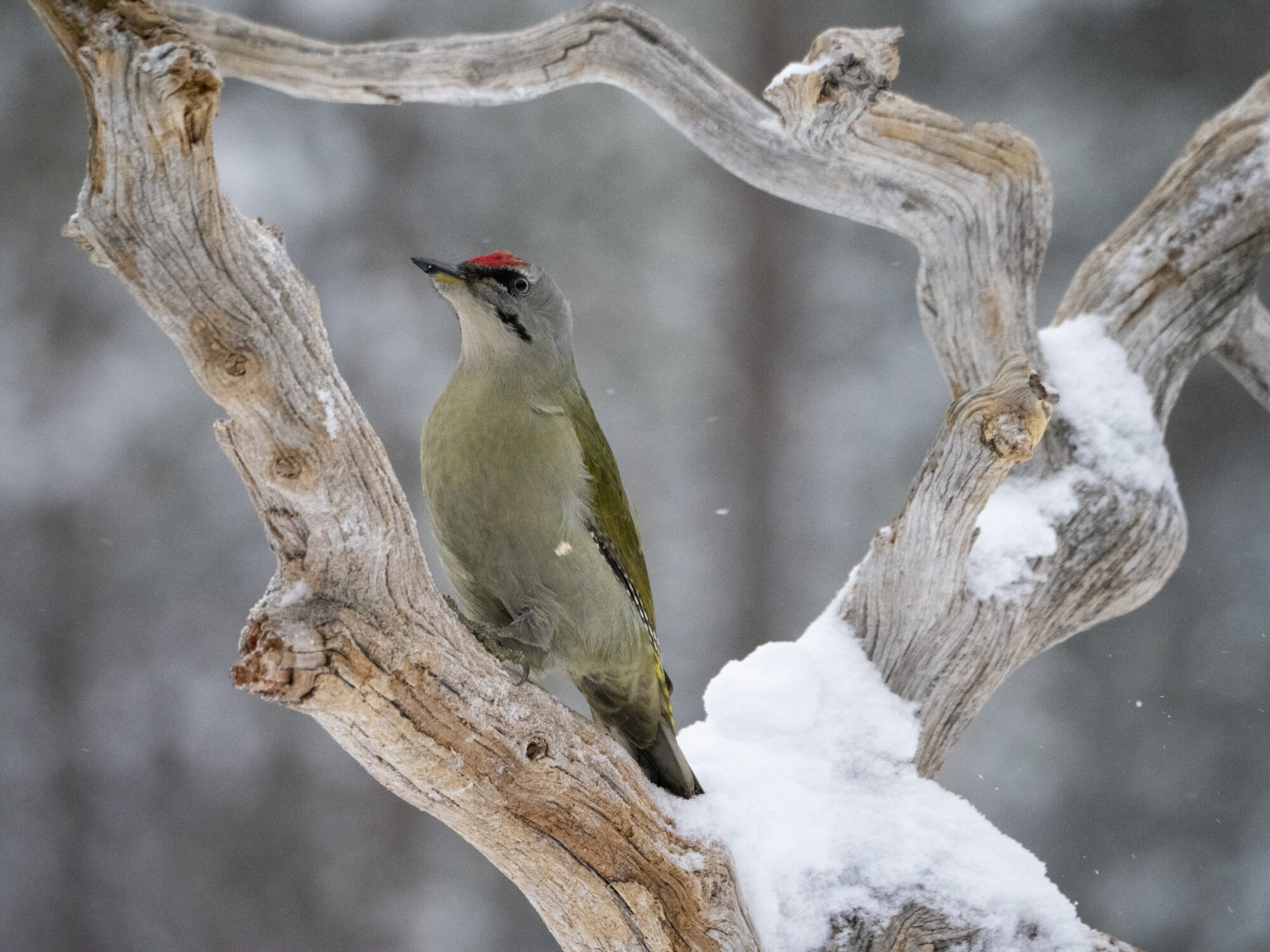 Valokuvaaja: Hannu Tikkanen