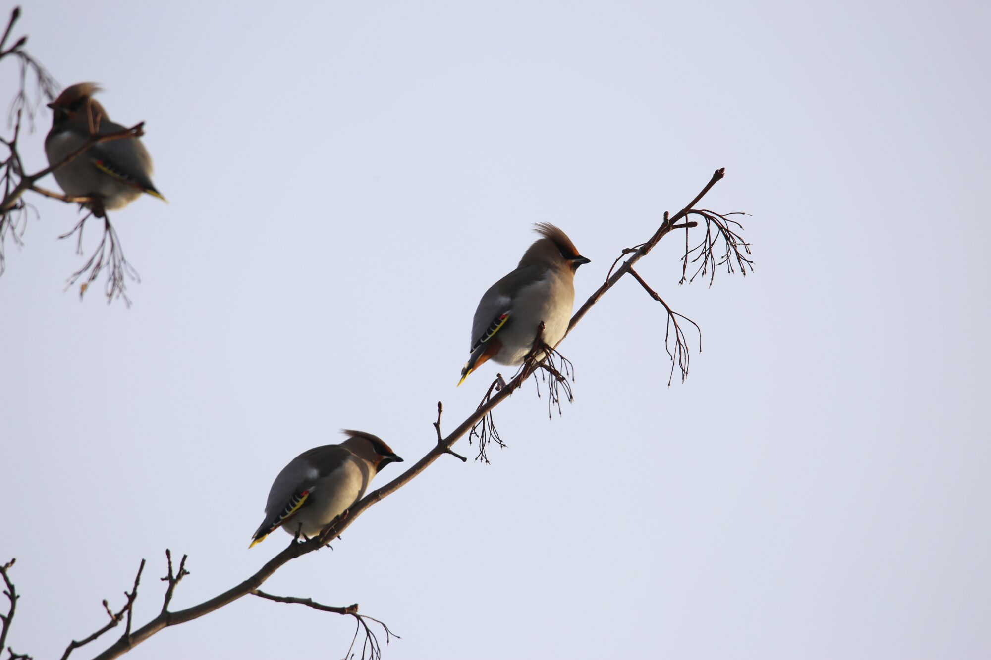Valokuvaaja: Jaana Saarelainen