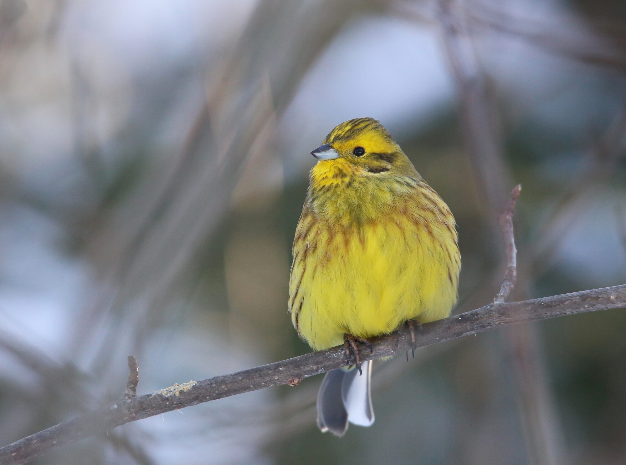 Valokuvaaja: Jaana Saarelainen