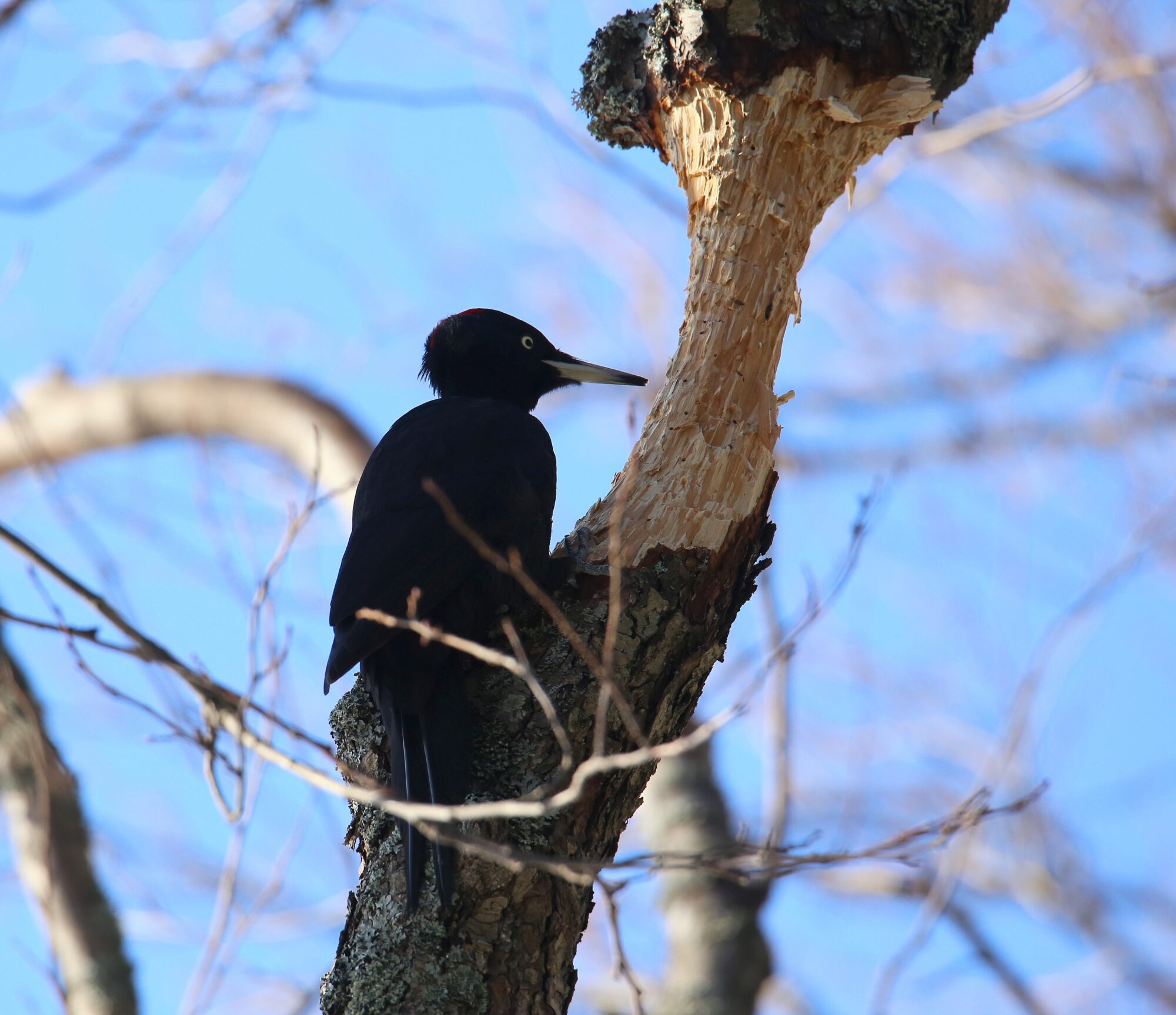Valokuvaaja: Jaana Saarelainen