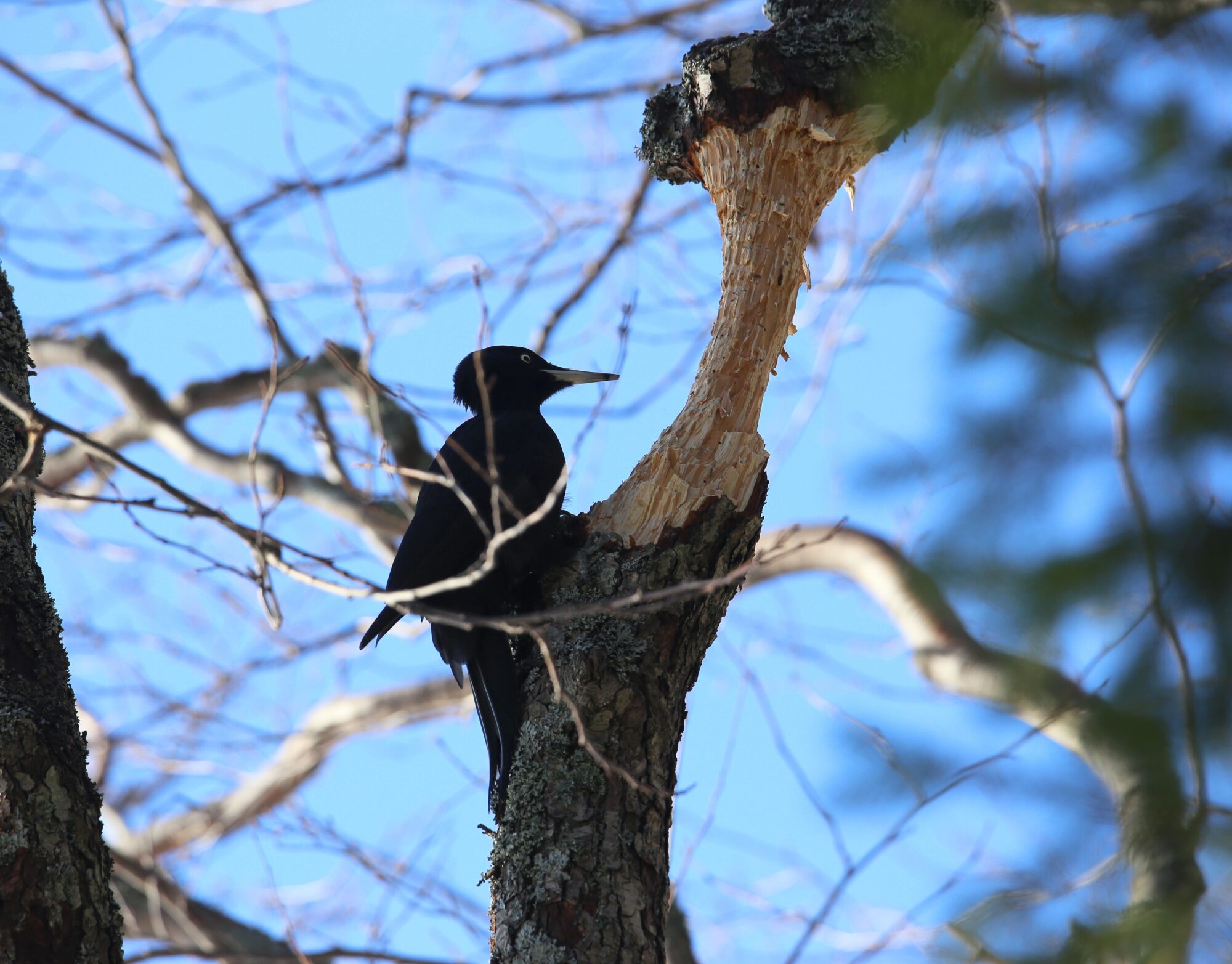 Valokuvaaja: Jaana Saarelainen