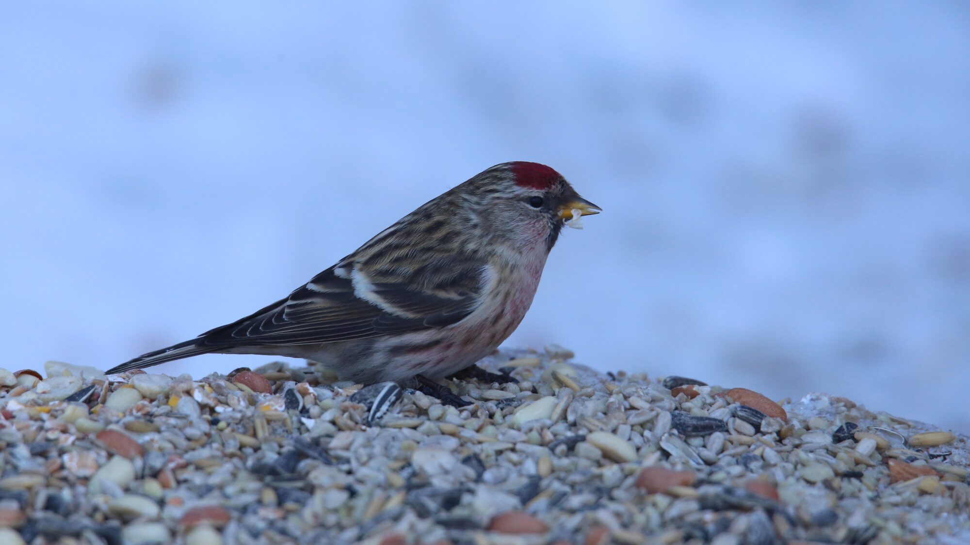Valokuvaaja: Jaana Saarelainen Valokuvaaja: Jaana Saarelainen
