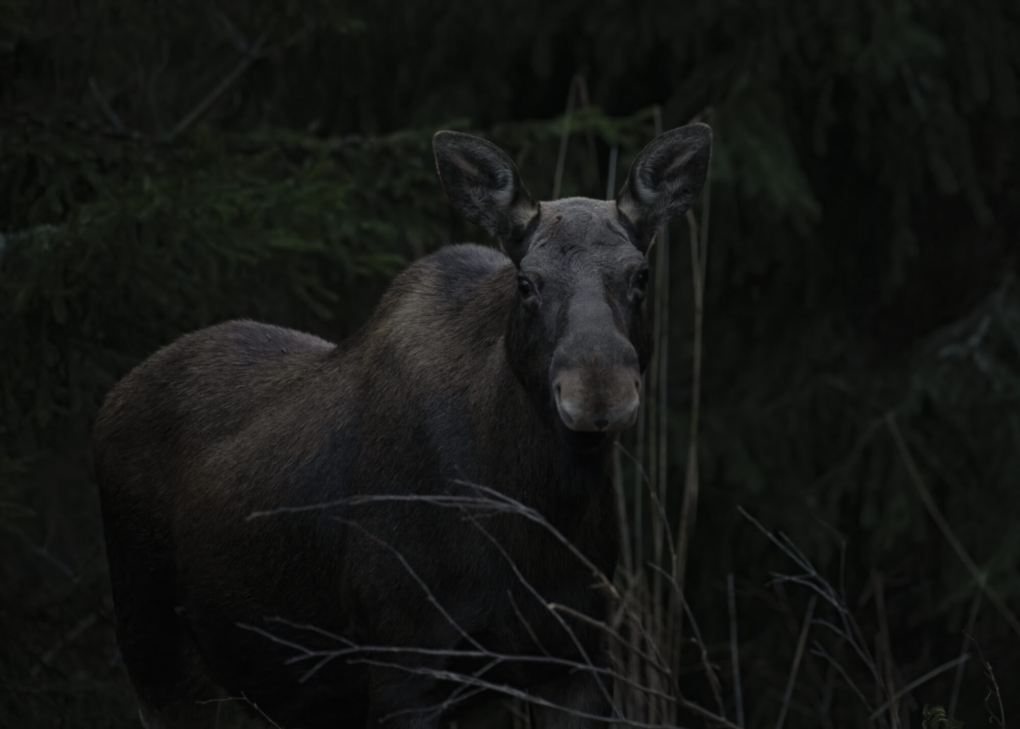 Valokuvaaja: Anne Porevirta