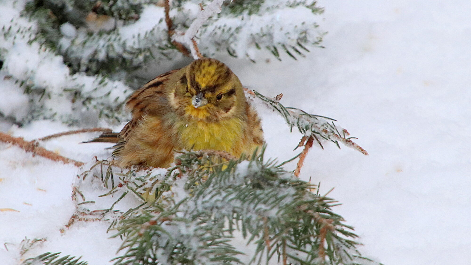 Valokuvaaja: sirpa Jyske