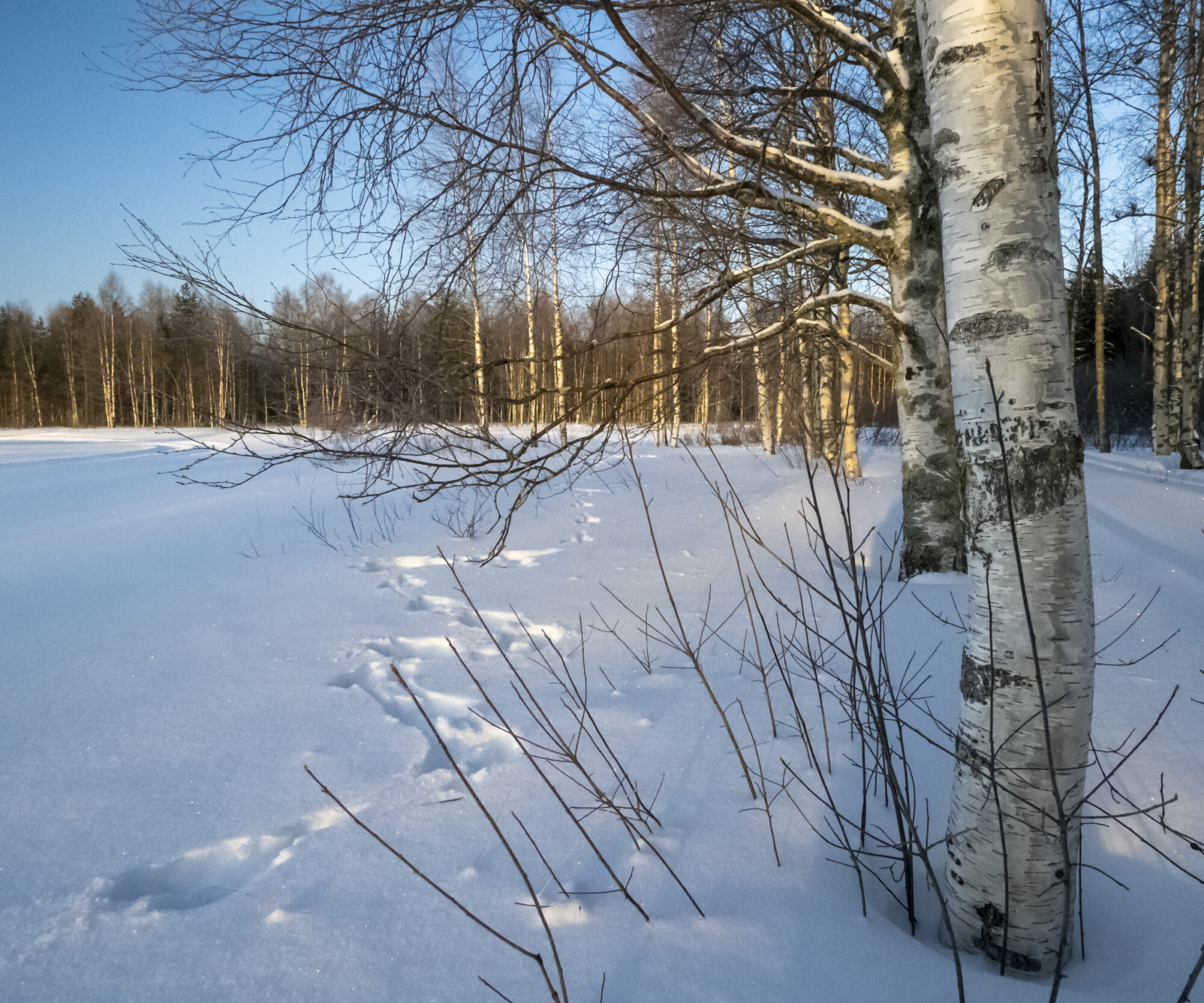 Valokuvaaja: Hannu Tikkanen