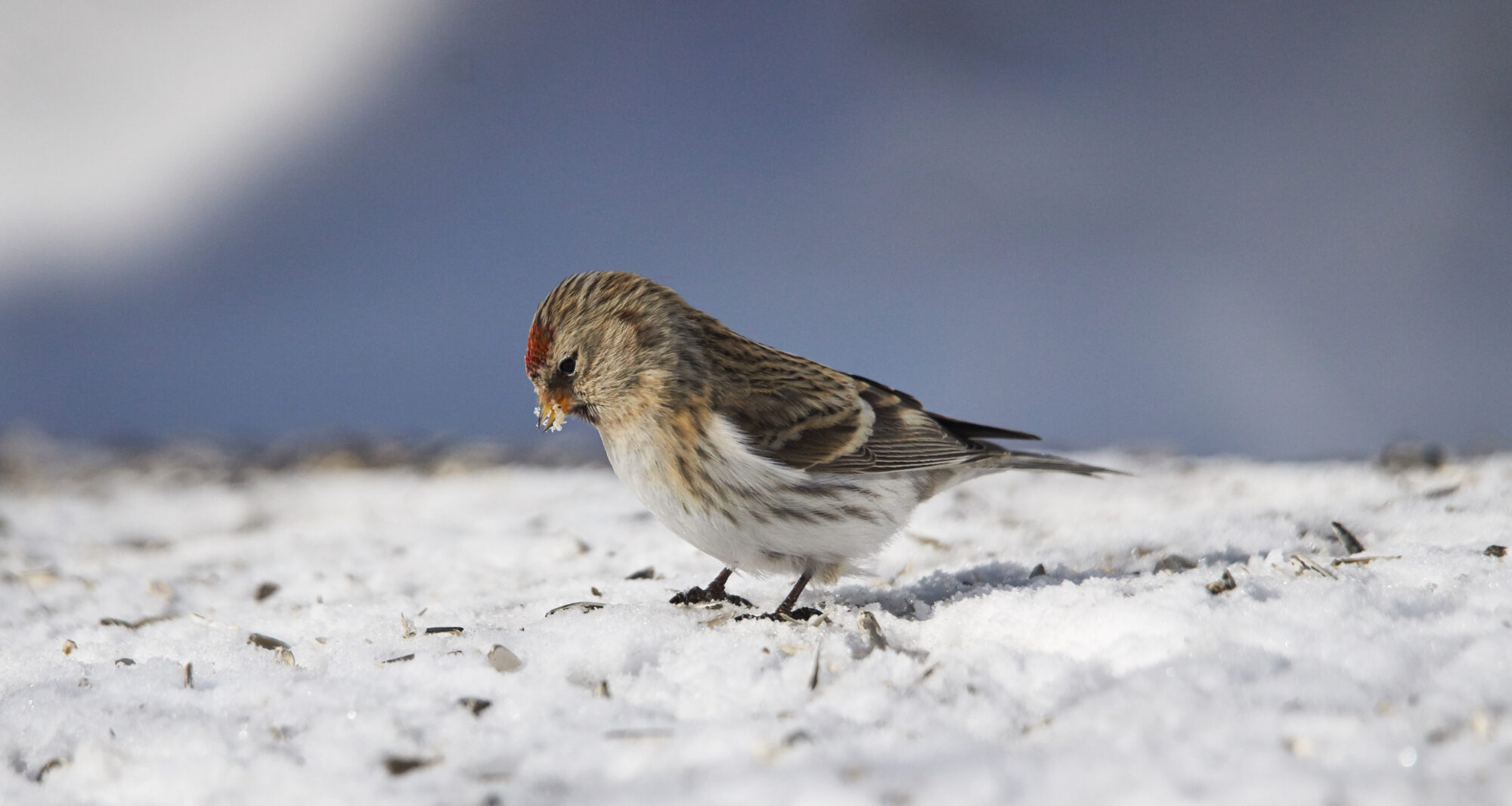 Valokuvaaja: Tarja Kouvo