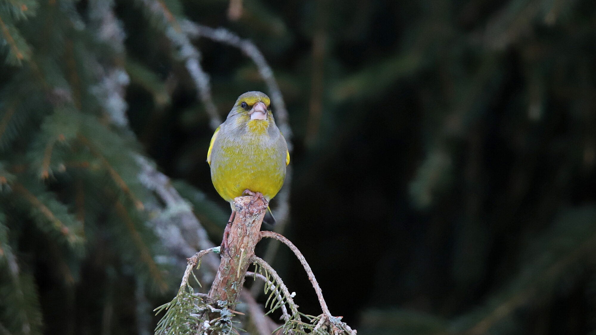Valokuvaaja: sirpa Jyske