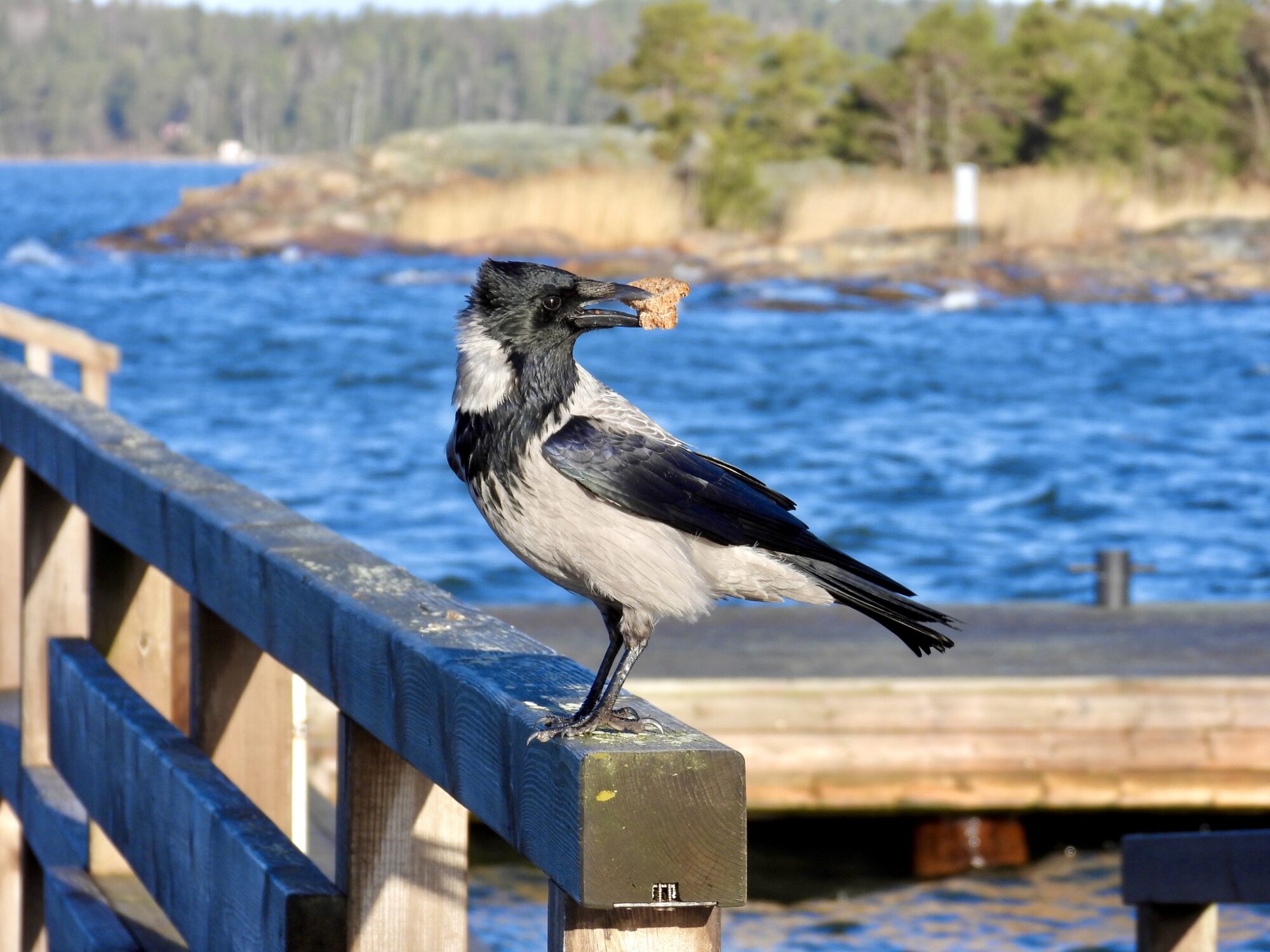 Valokuvaaja: Juhani Peltonen