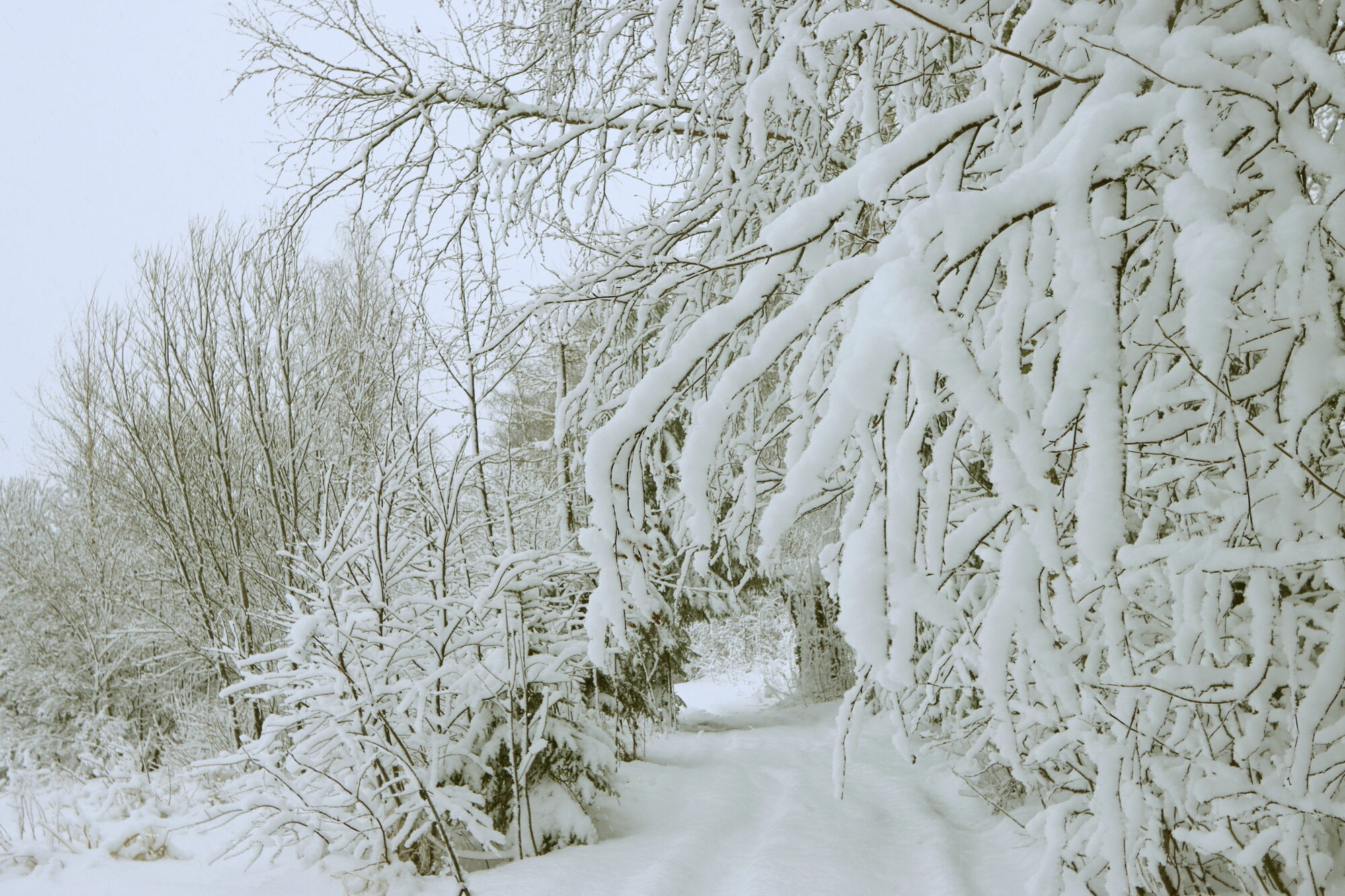 Valokuvaaja: Ritva Nieminen Valokuvaaja: Ritva Nieminen