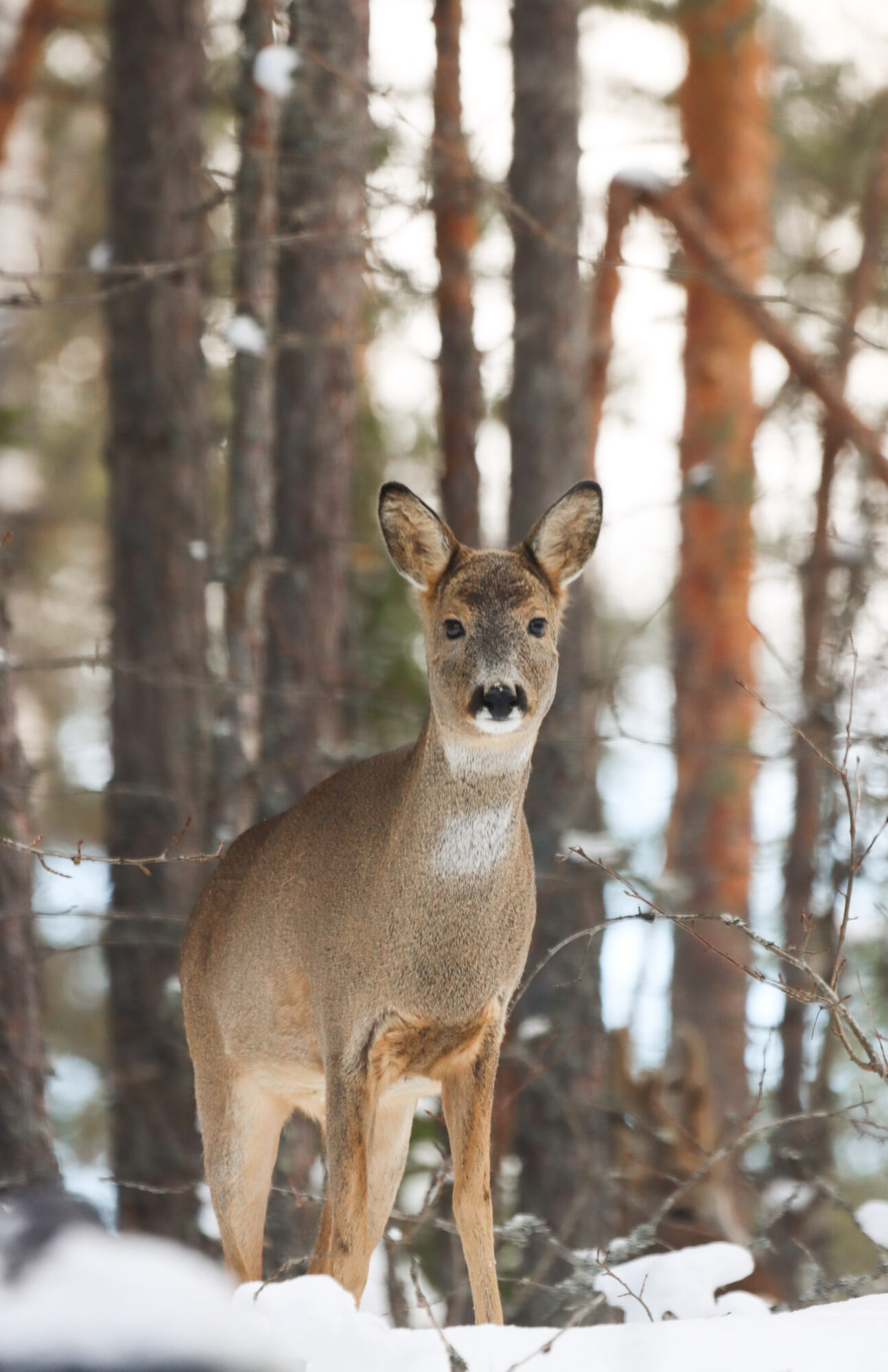 Valokuvaaja: Katariina Heikkonen Valokuvaaja: Katariina Heikkonen