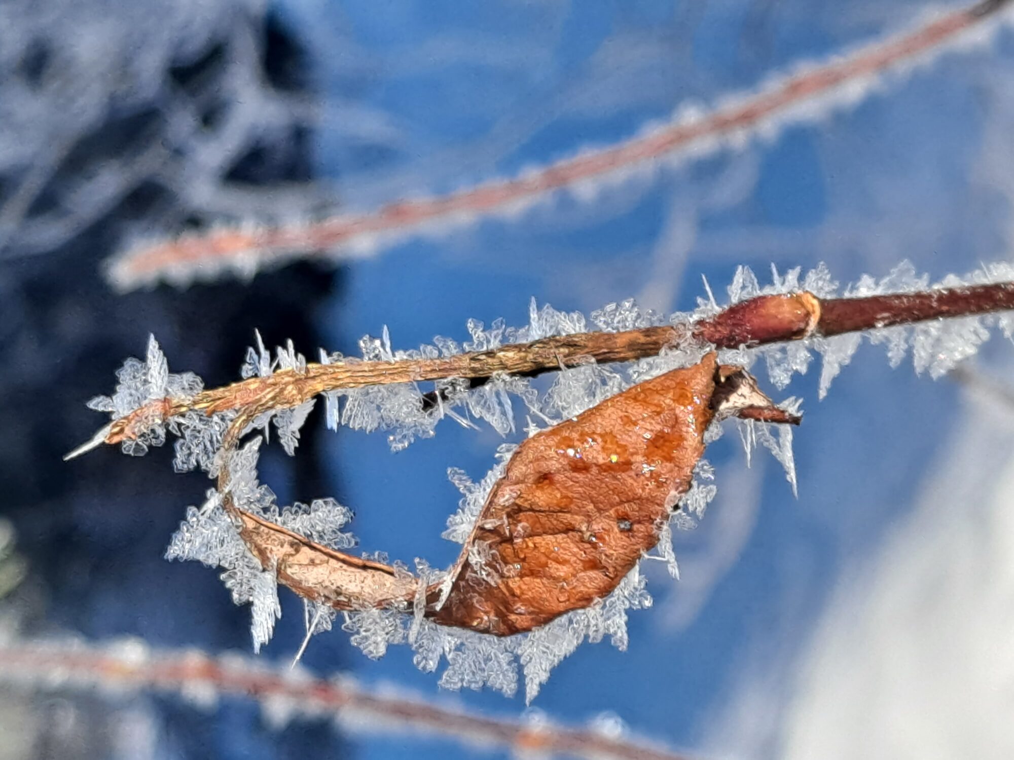 Valokuvaaja: Satu Suuntala