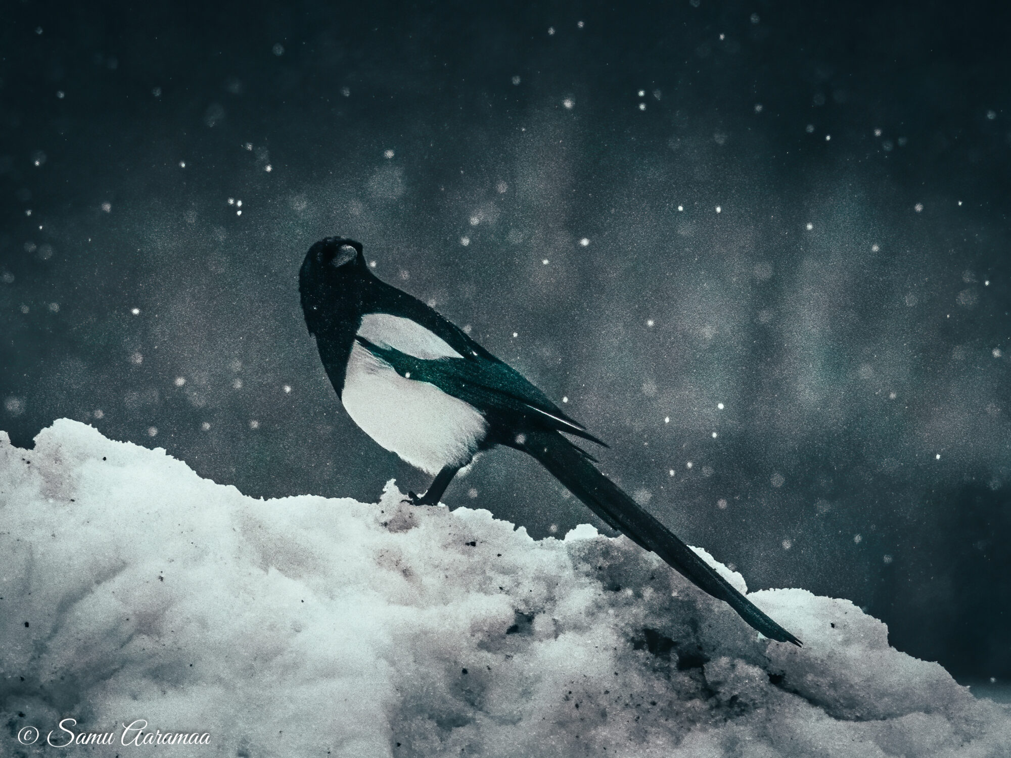 Valokuvaaja: Samu Aaramaa