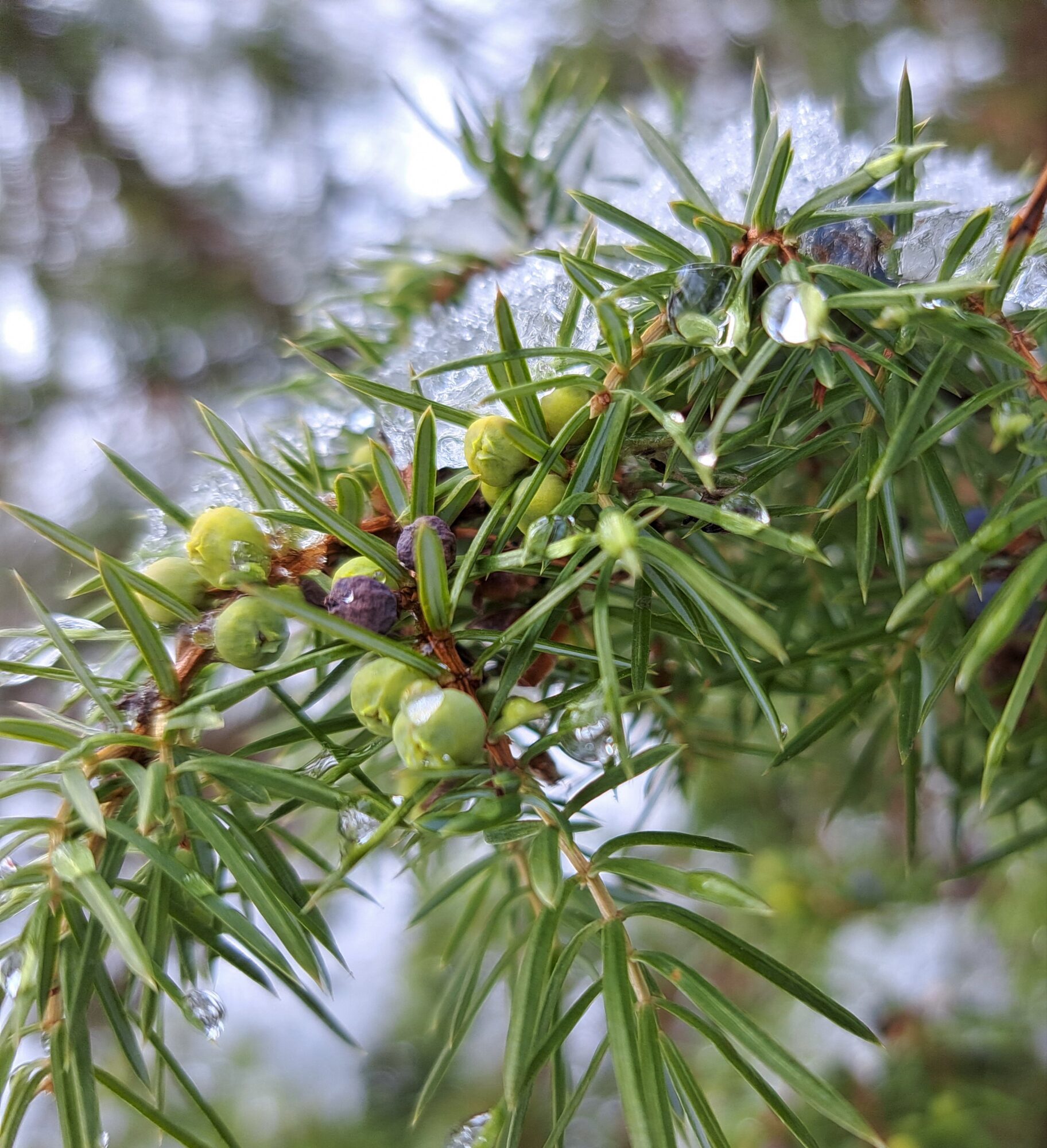 Valokuvaaja: Irja Lehtinen