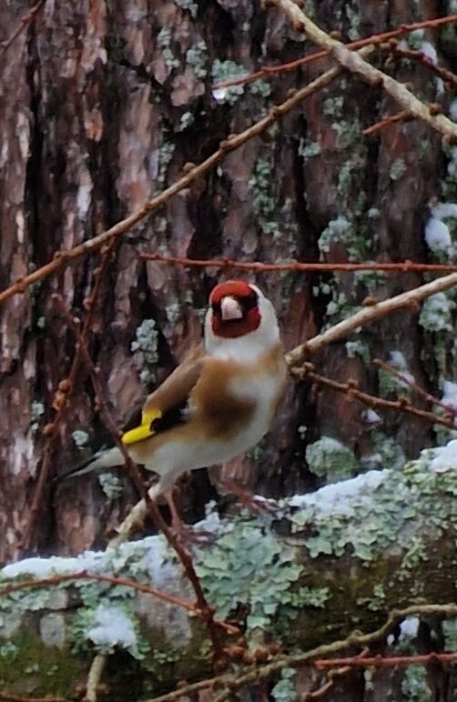 Valokuvaaja: Hanna Rönty