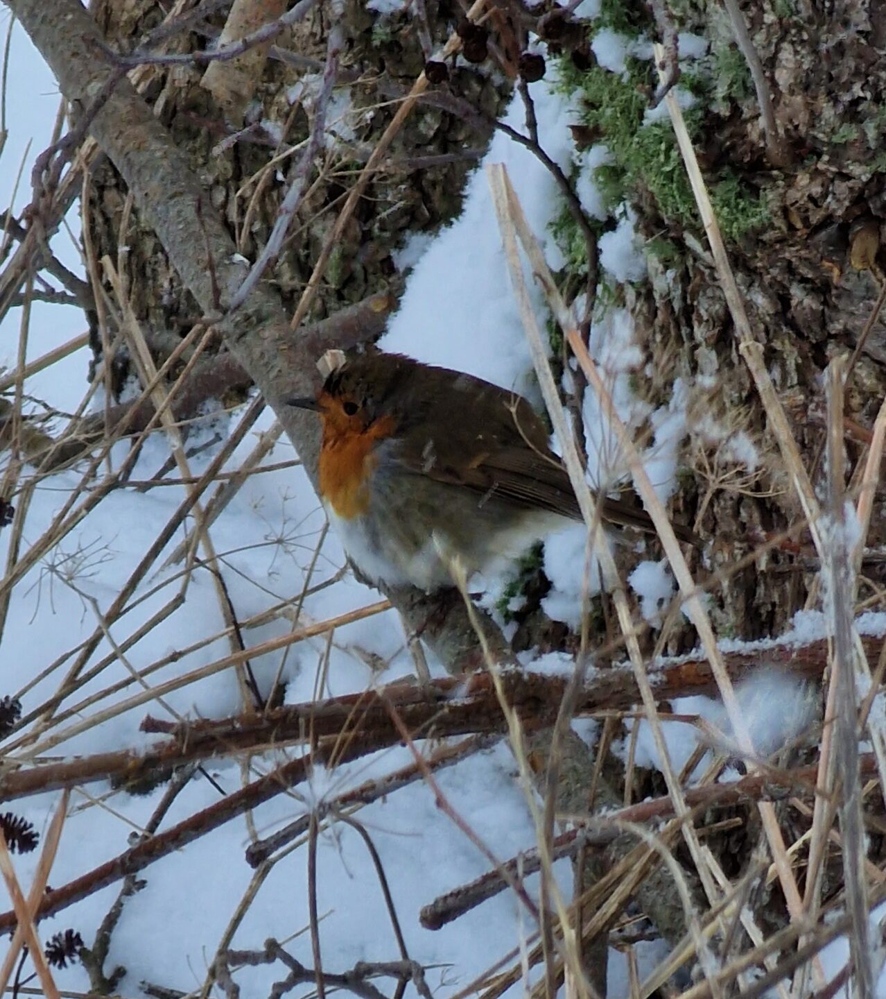 Valokuvaaja: Hanna Rönty