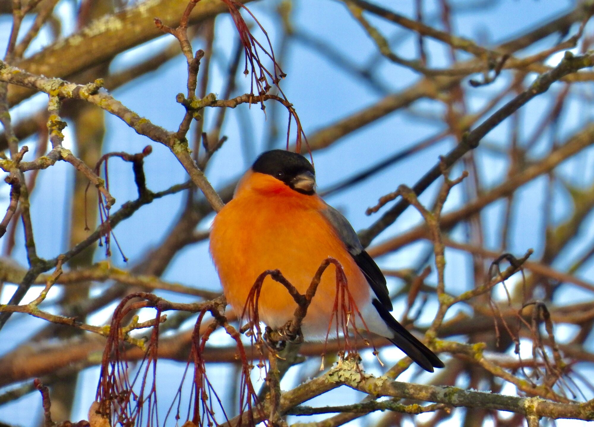 Valokuvaaja: Juhani Peltonen