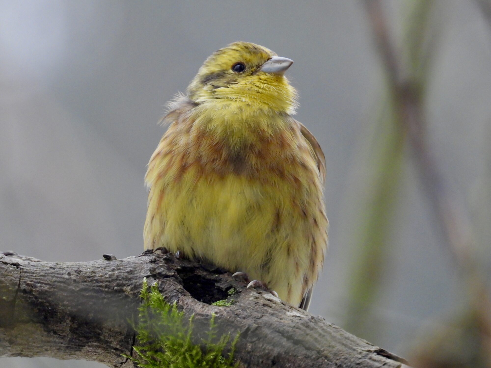 Valokuvaaja: Juhani Peltonen