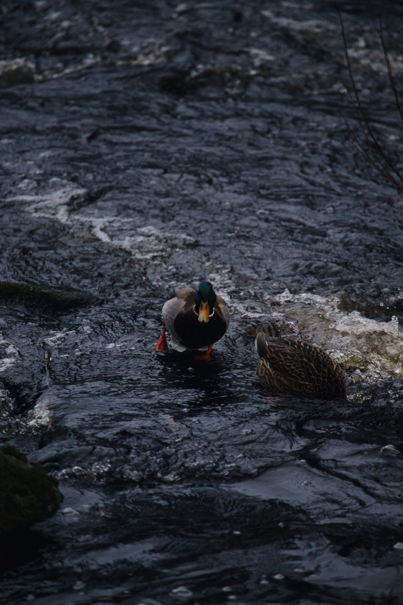 Valokuvaaja: Nooa Karinen