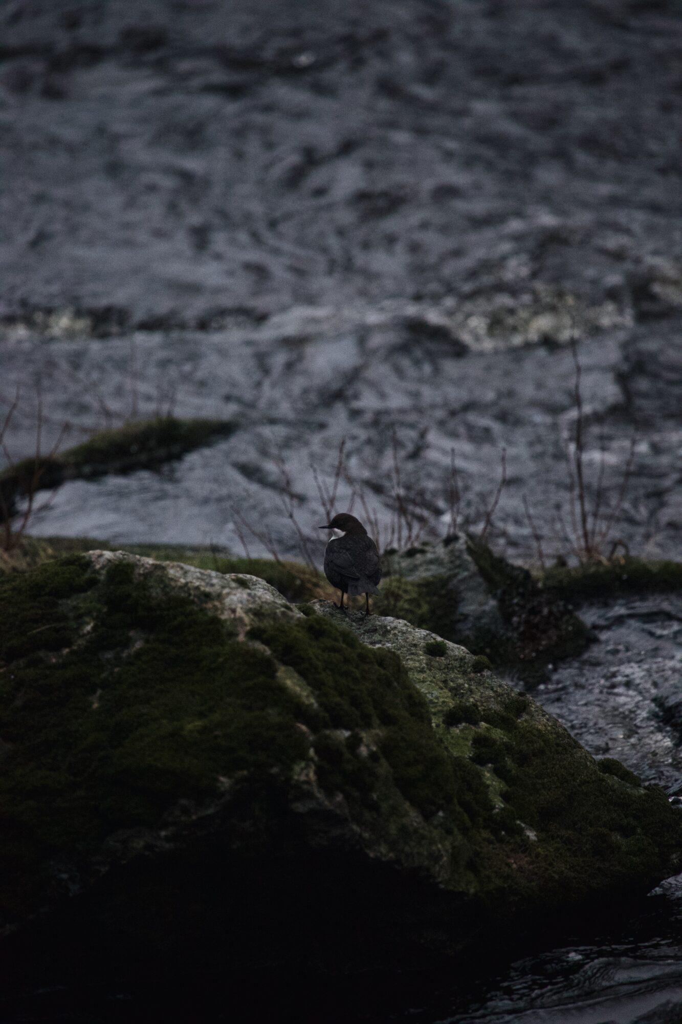 Valokuvaaja: Nooa Karinen