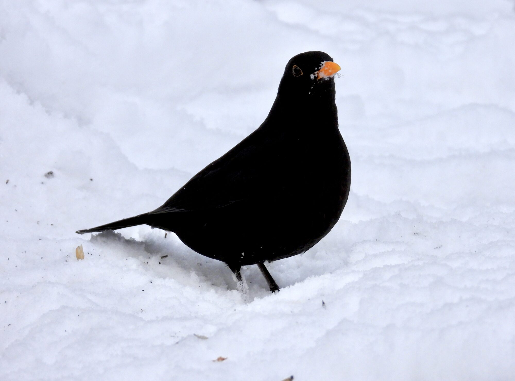 Valokuvaaja: Juhani Peltonen Valokuvaaja: Juhani Peltonen