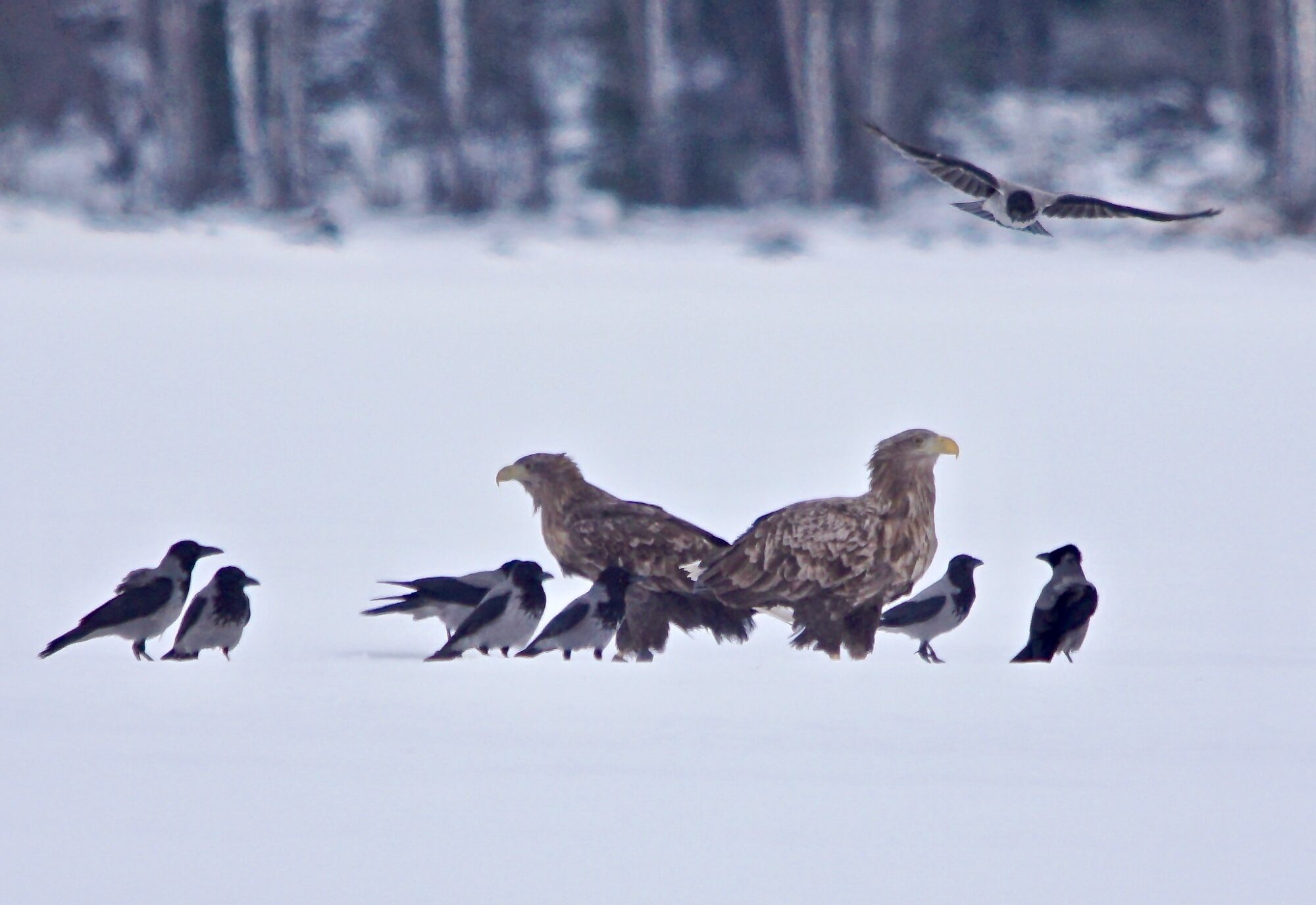 Valokuvaaja: Markku Ranta-Eilola