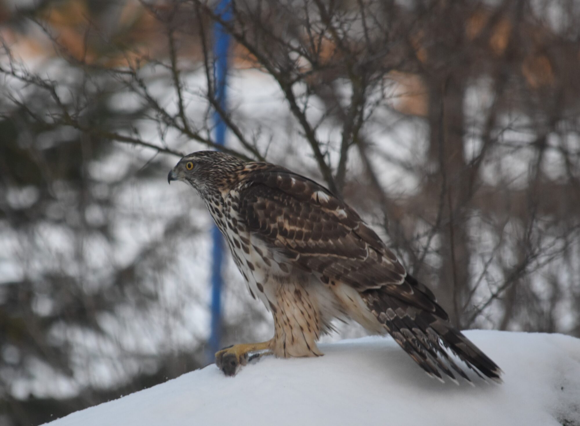 Valokuvaaja: Satu Välimaa