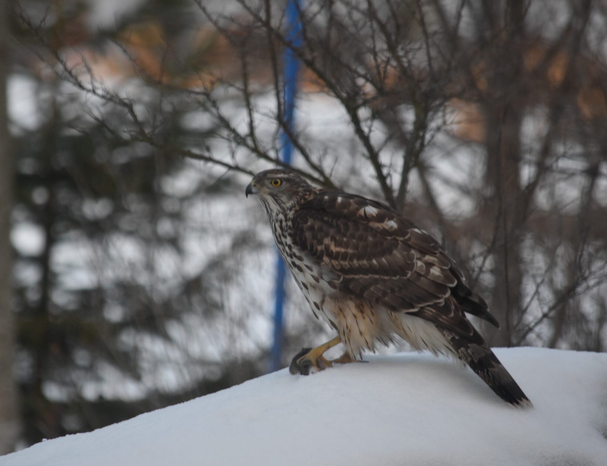 Valokuvaaja: satu välimaa