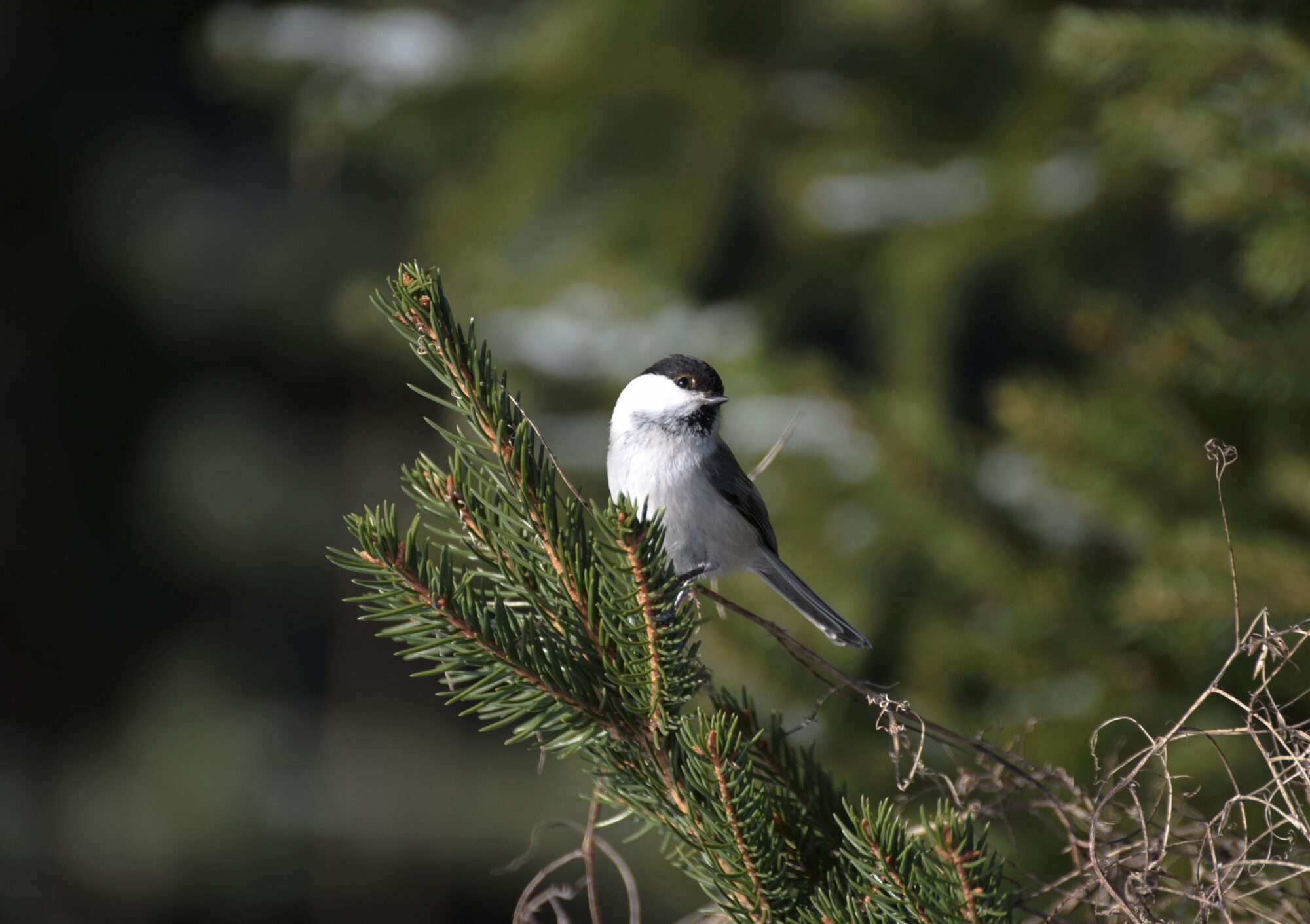 Valokuvaaja: Leena Latvala