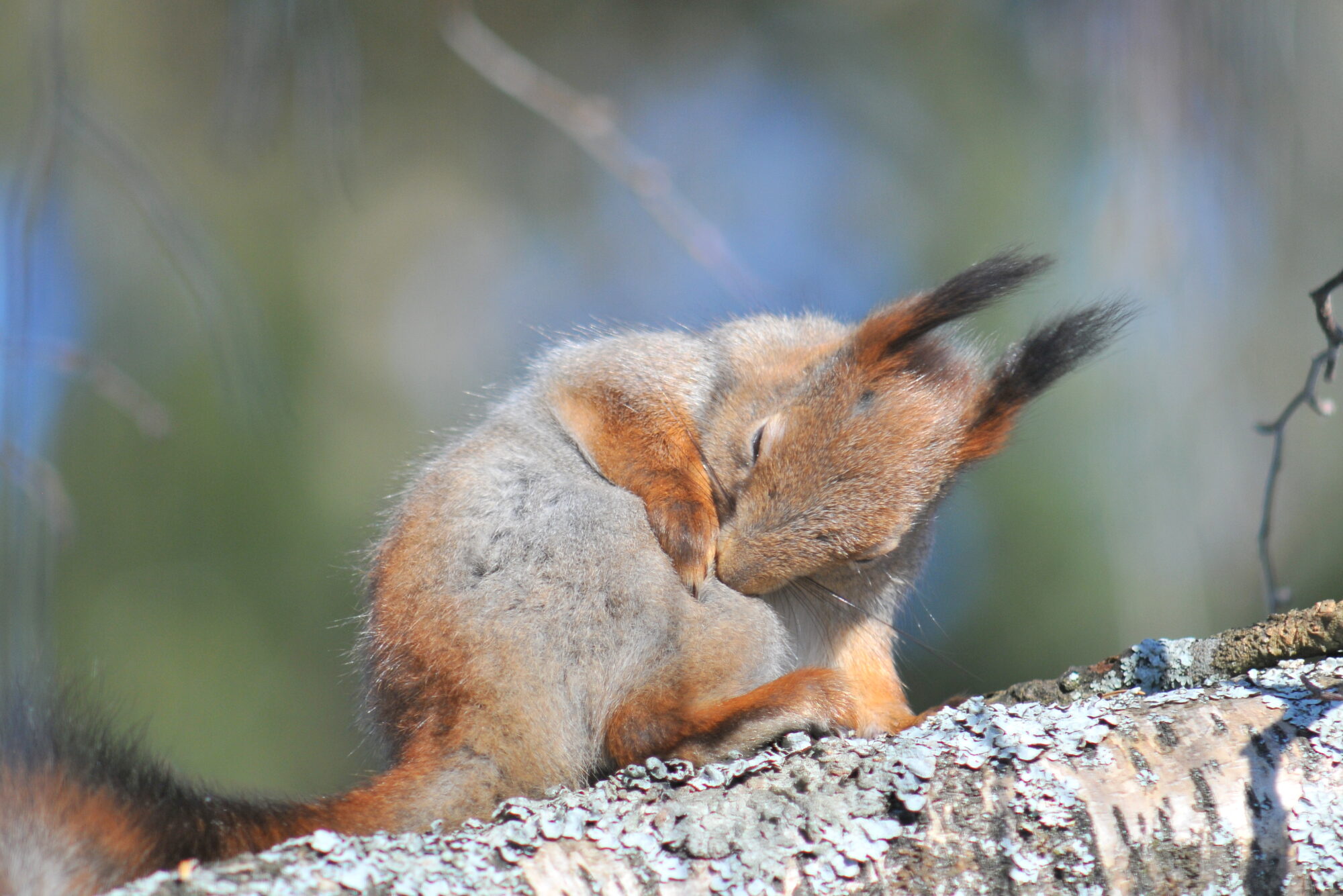 Valokuvaaja: Kaarlo Asikainen