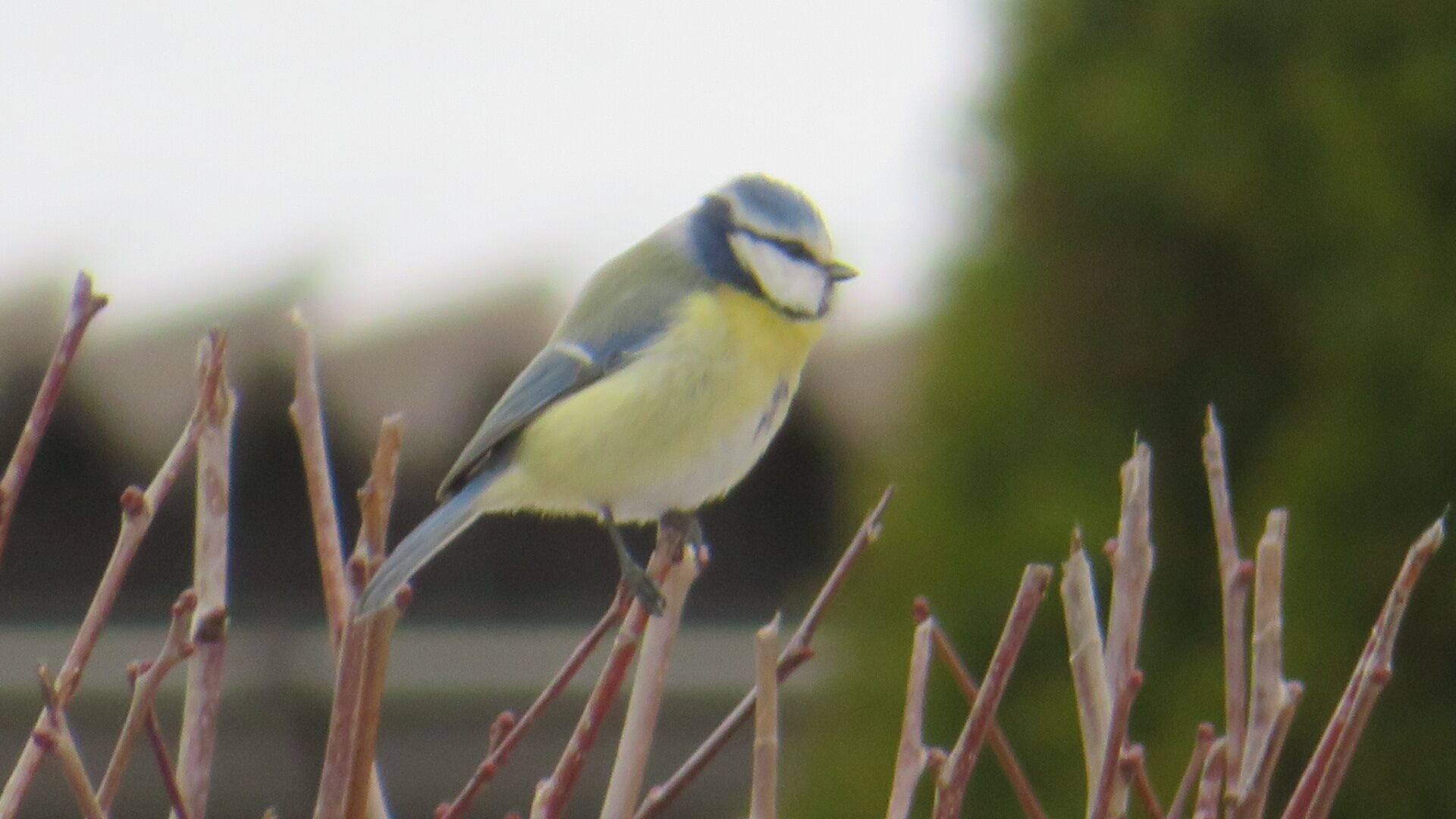 Valokuvaaja: Risto Kangassalo Valokuvaaja: Risto Kangassalo