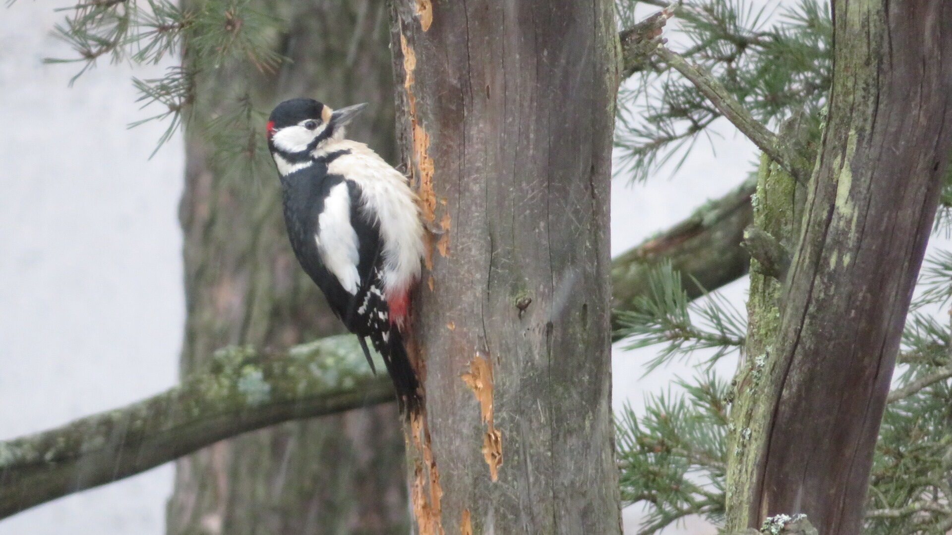 Valokuvaaja: Risto Kangassalo