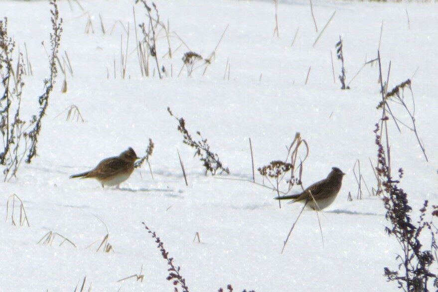 Valokuvaaja: Risto Kangassalo