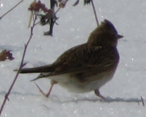 Valokuvaaja: Risto Kangassalo Valokuvaaja: Risto Kangassalo