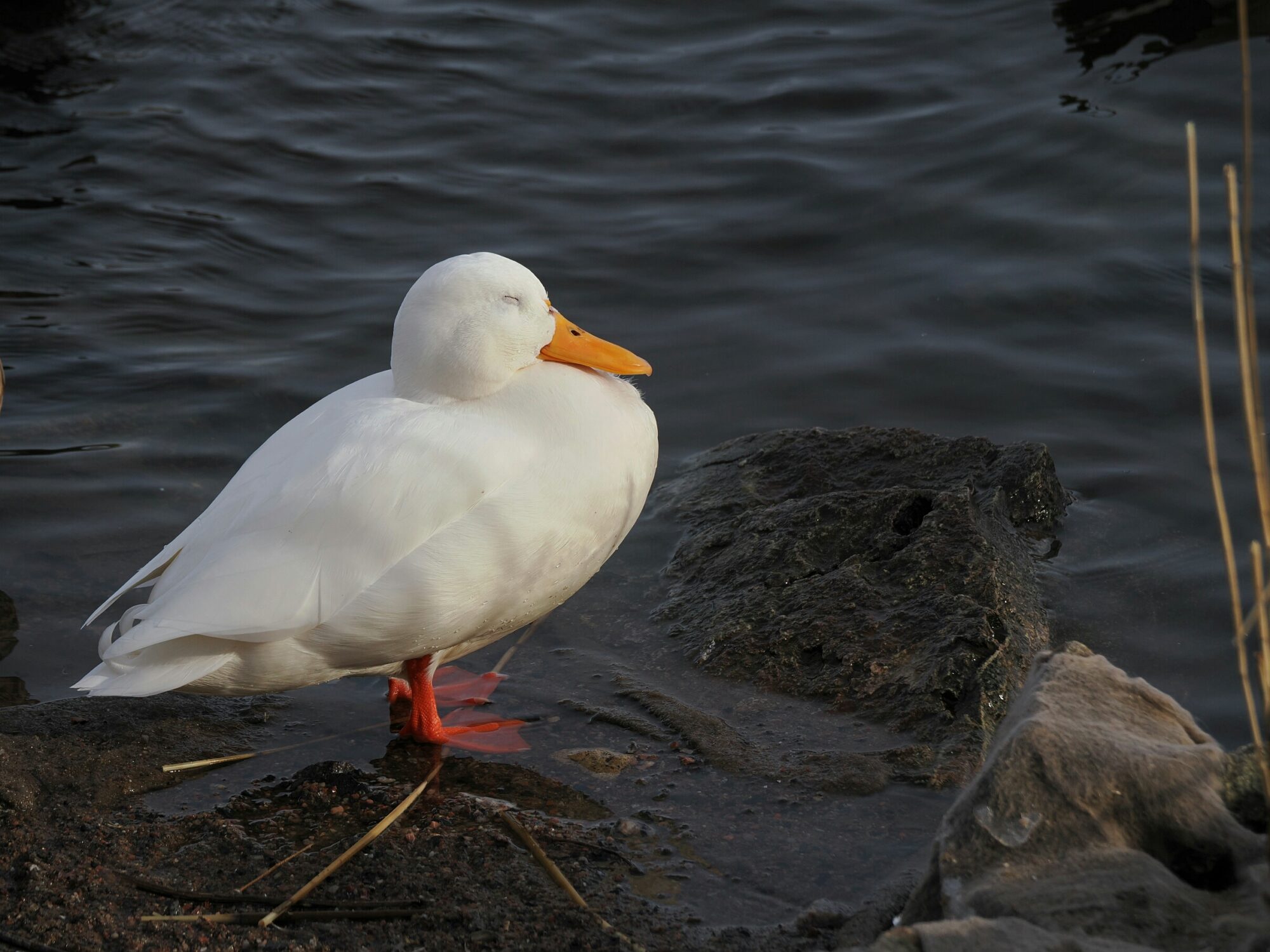 Valokuvaaja: Mikkola Irma